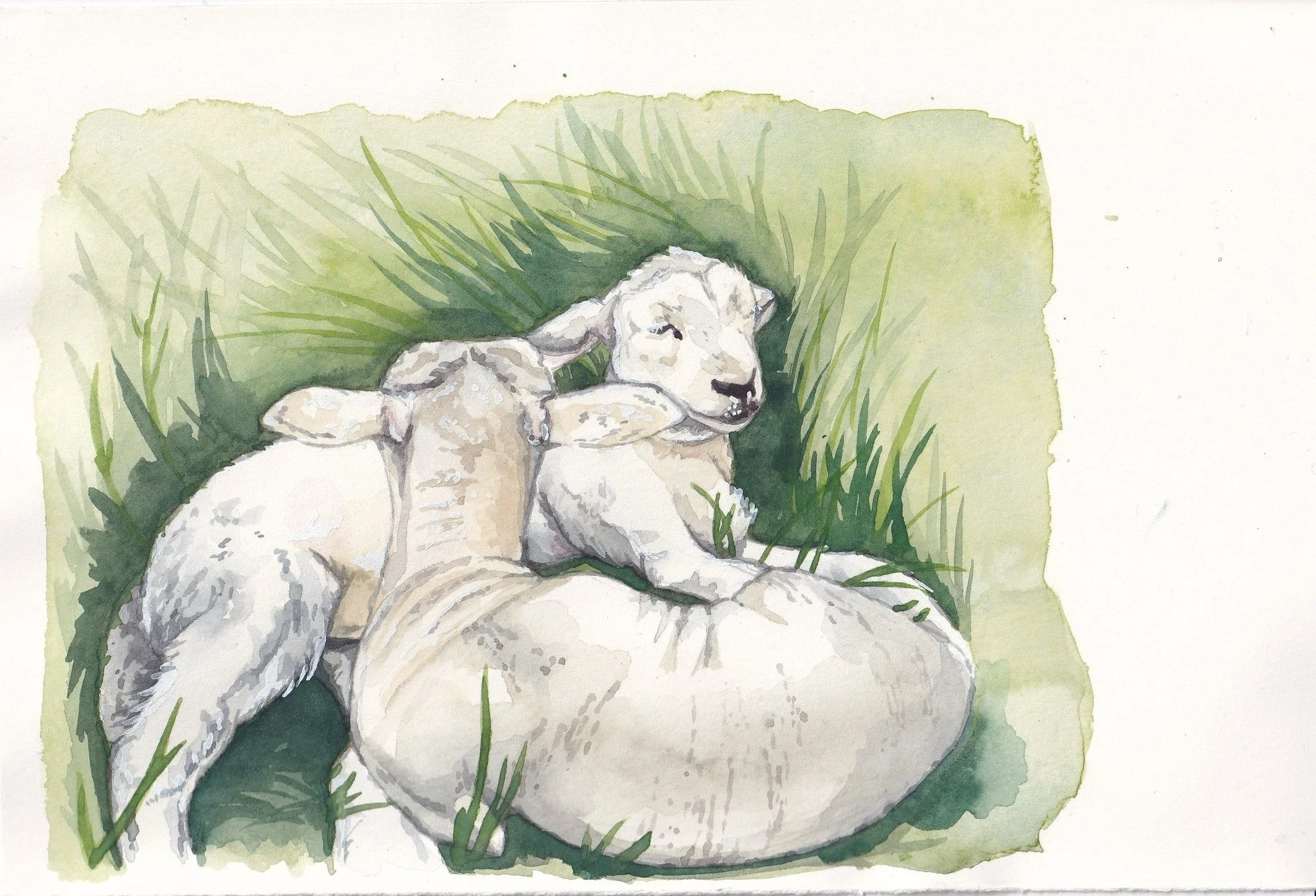 Called this painting Summer Siblings, but they feel very appropriate for spring too 

 #lambs #lambing #spring #watercolour #watercolourart #windsorandnewton #farming #farminglife