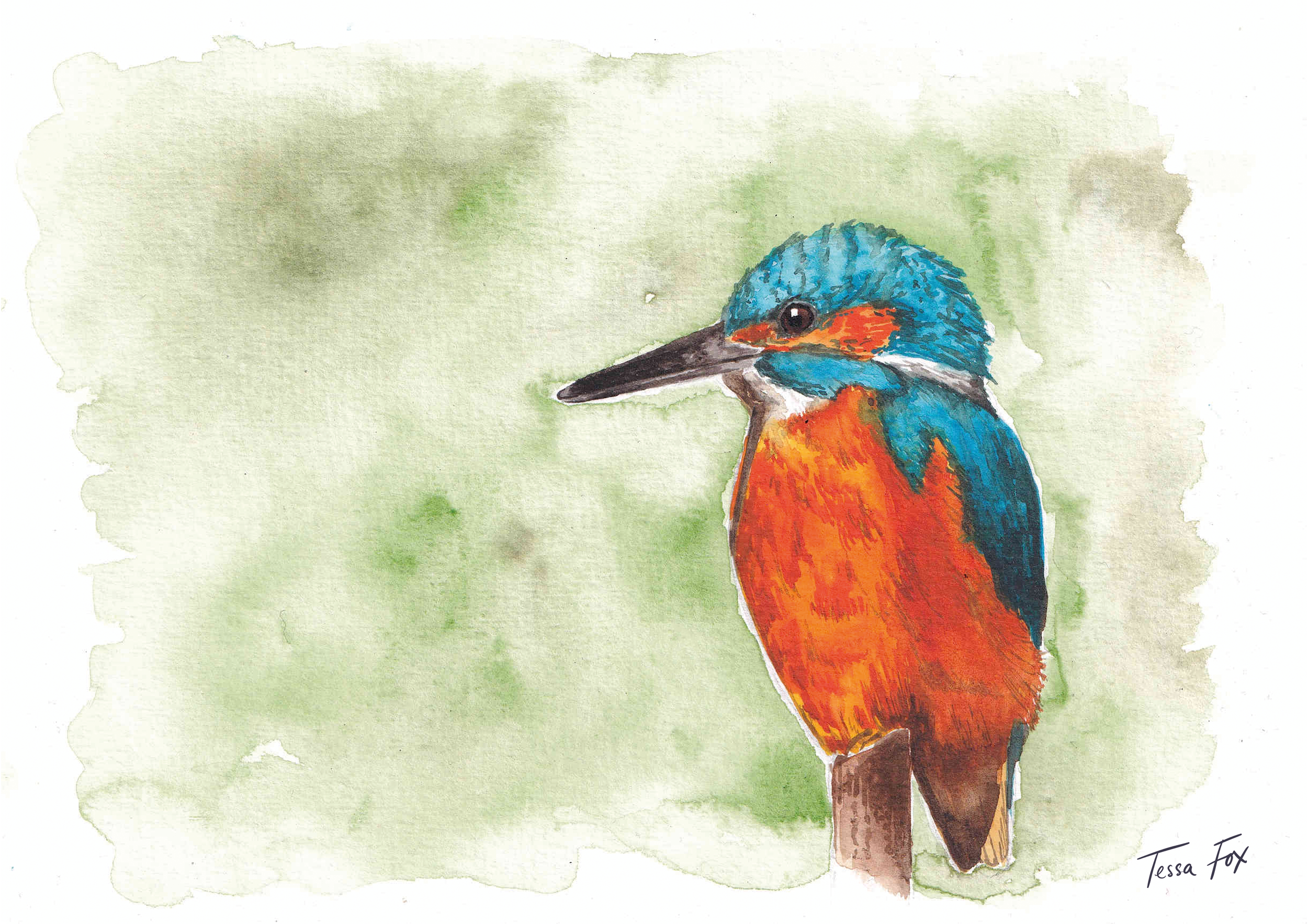 Kingfisher.png