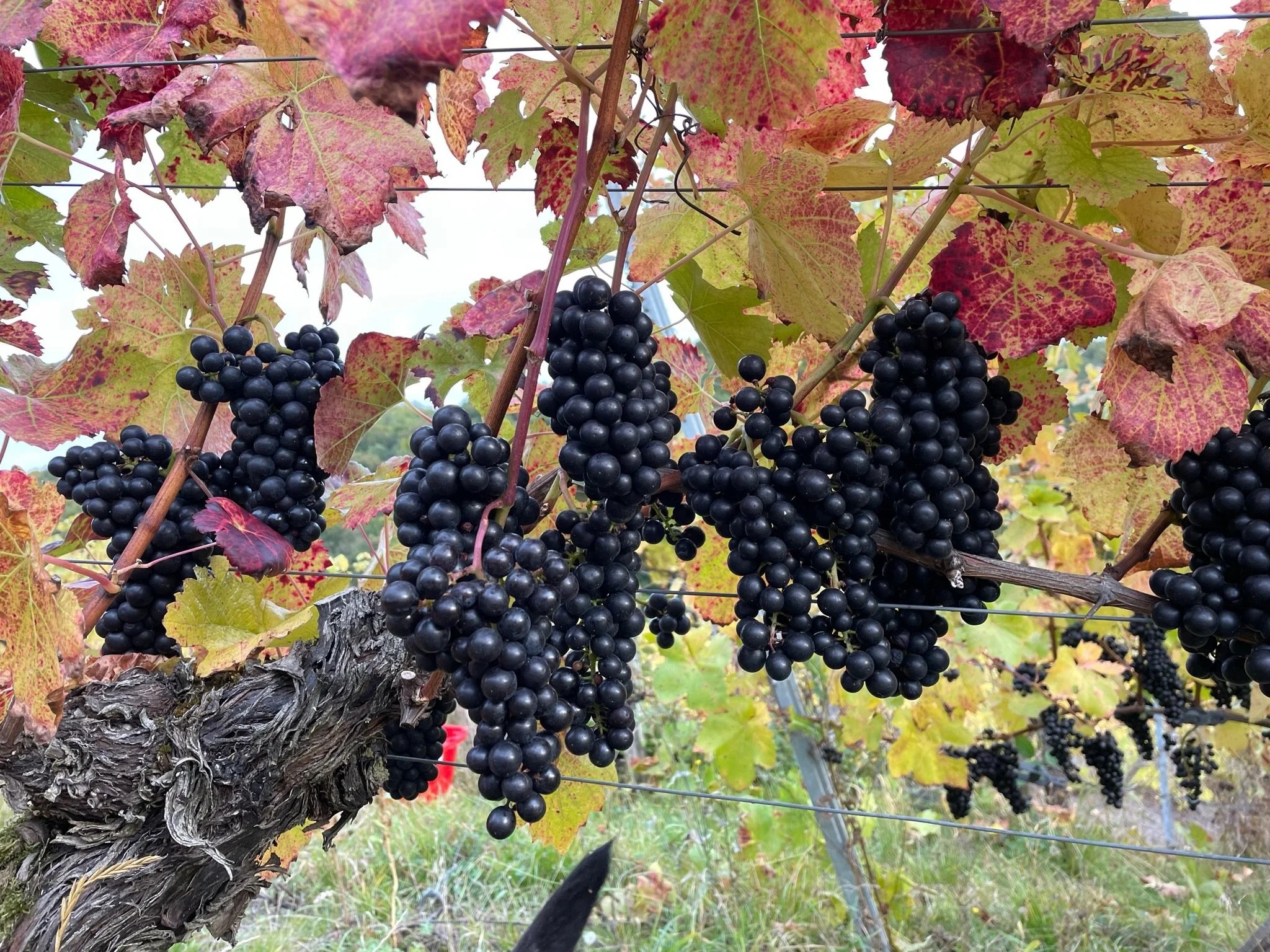 Federweißer-Wochenende 2