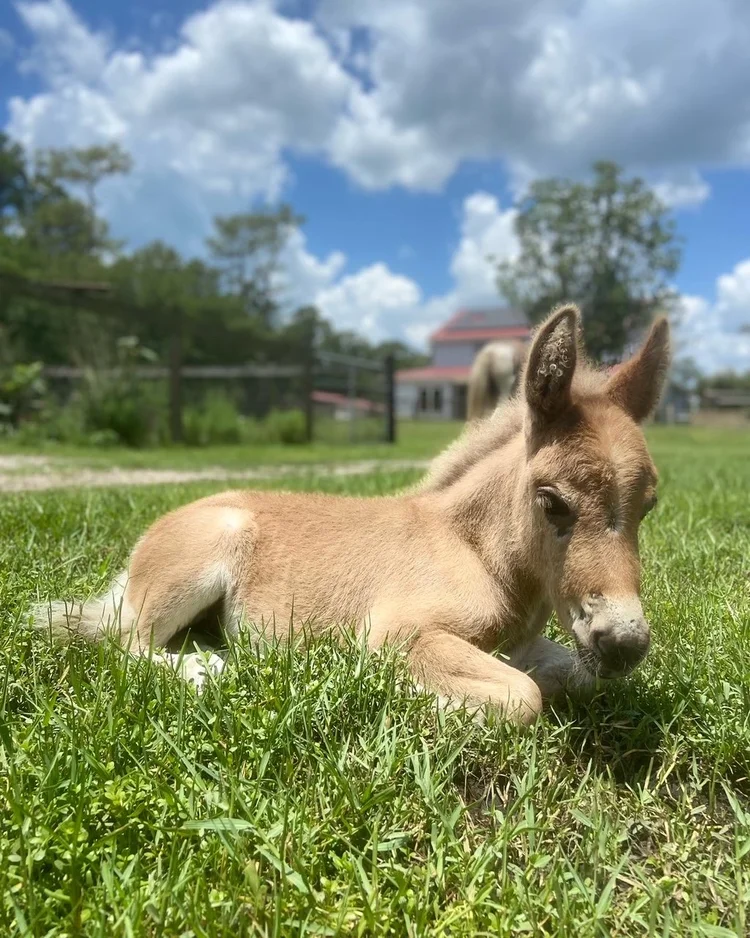 Contact — Fletcher Family Farm