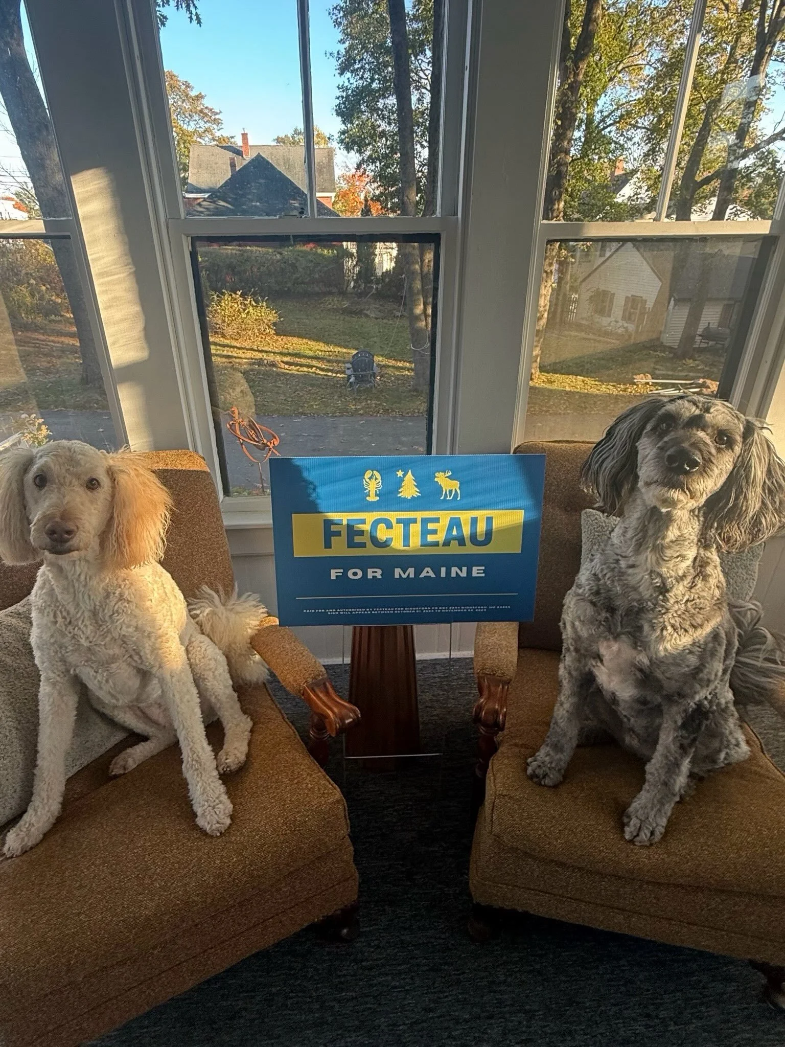 With the midterms just one week (!!!!!) away, we can all use a palate cleanser. Here&rsquo;s a few more doggie democrats to break up your daily doomscroll 💙

#dogsofinstagram #maineliving #thewaylifeshouldbe #weratedogs