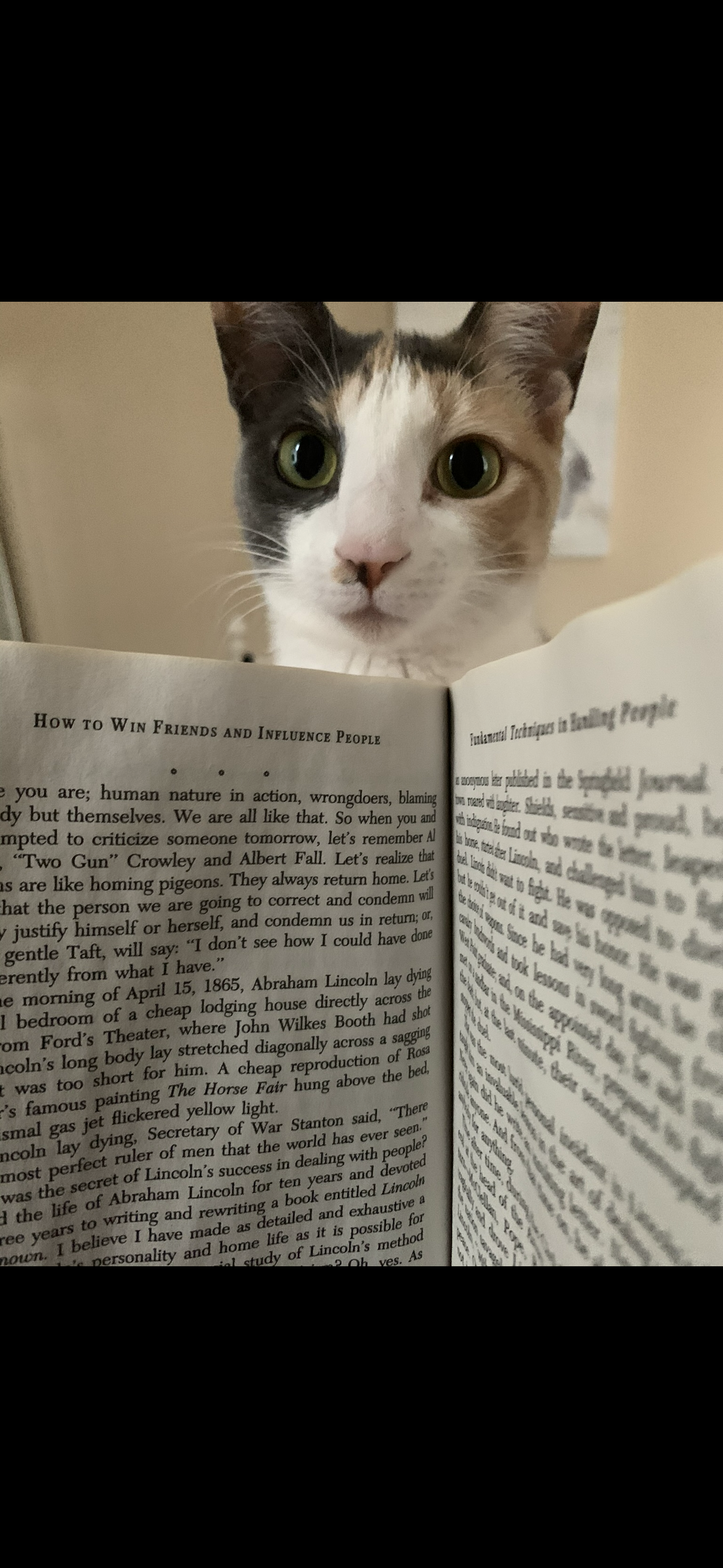 A tabby and white cat looking over the edge of an open book with visible text, in a cozy indoor setting.