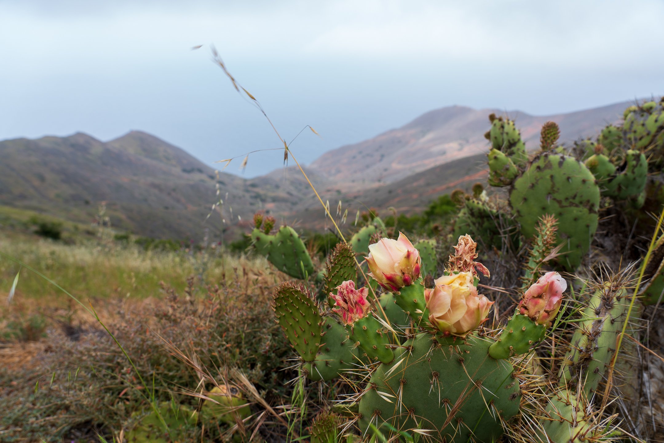 22.04.24 Trans Catalina Trail-35.jpg