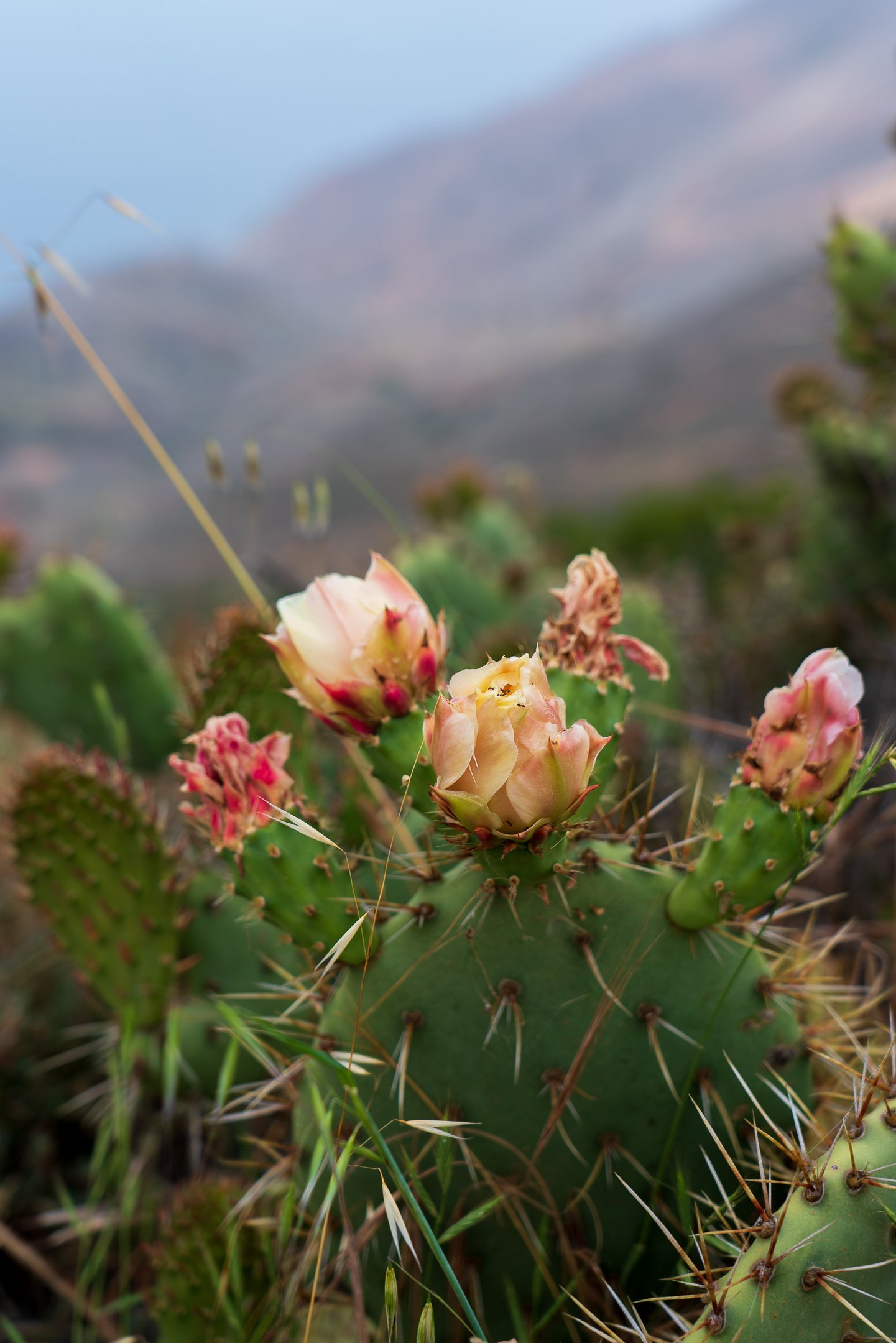 22.04.24 Trans Catalina Trail-33.jpg