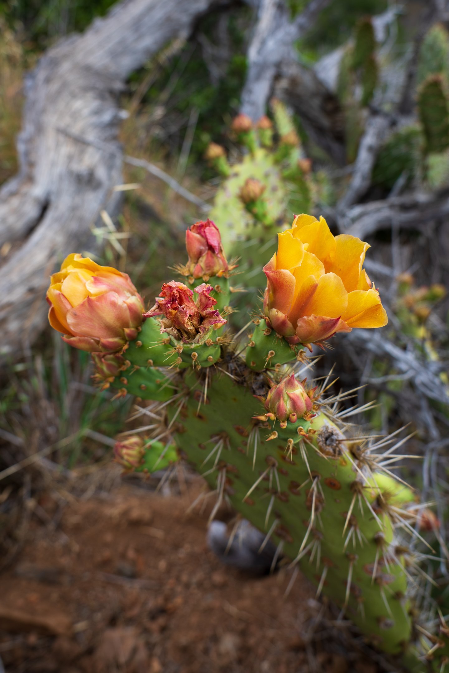 22.04.24 Trans Catalina Trail-29.jpg