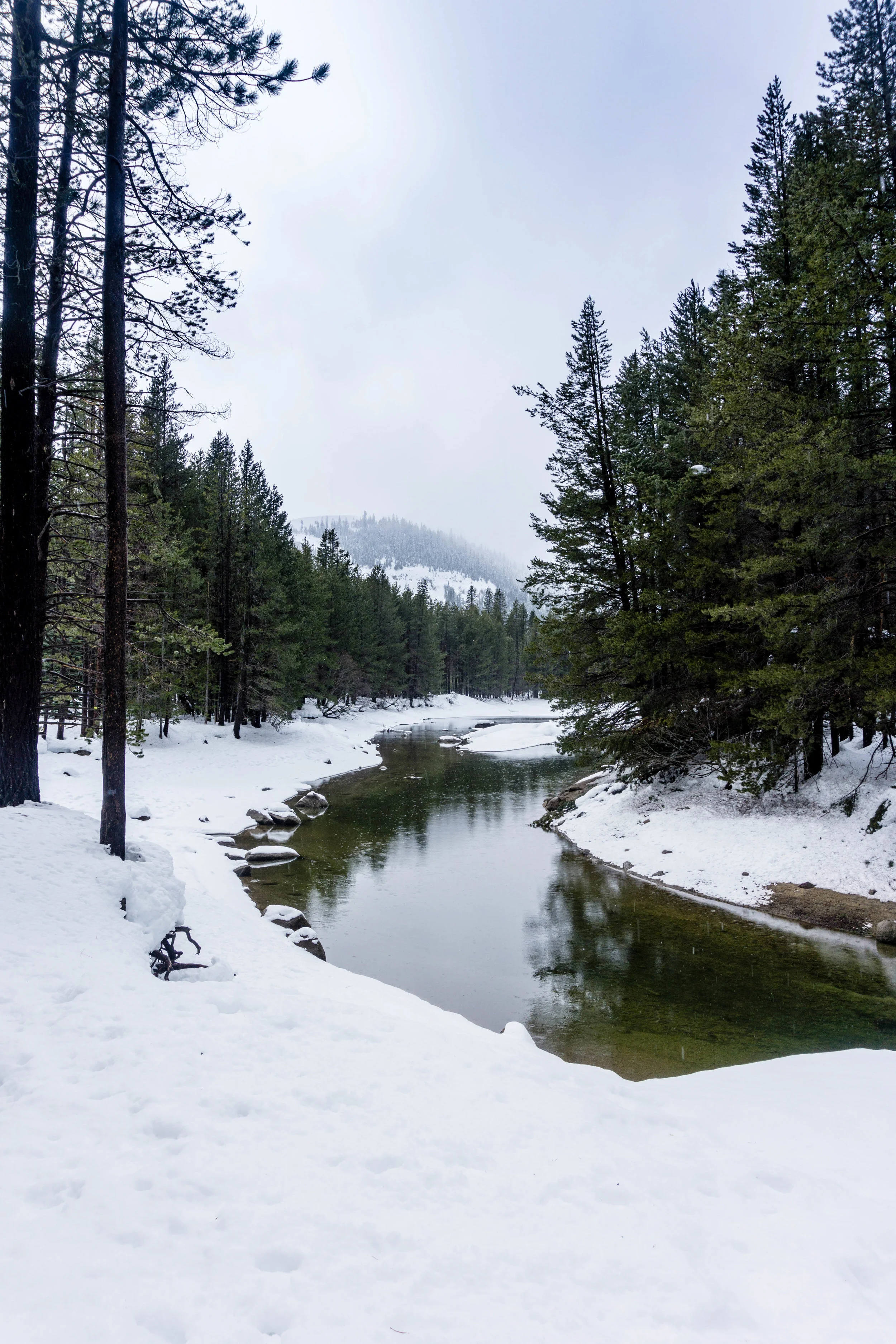 Are Dogs Allowed At Donner Memorial State Park