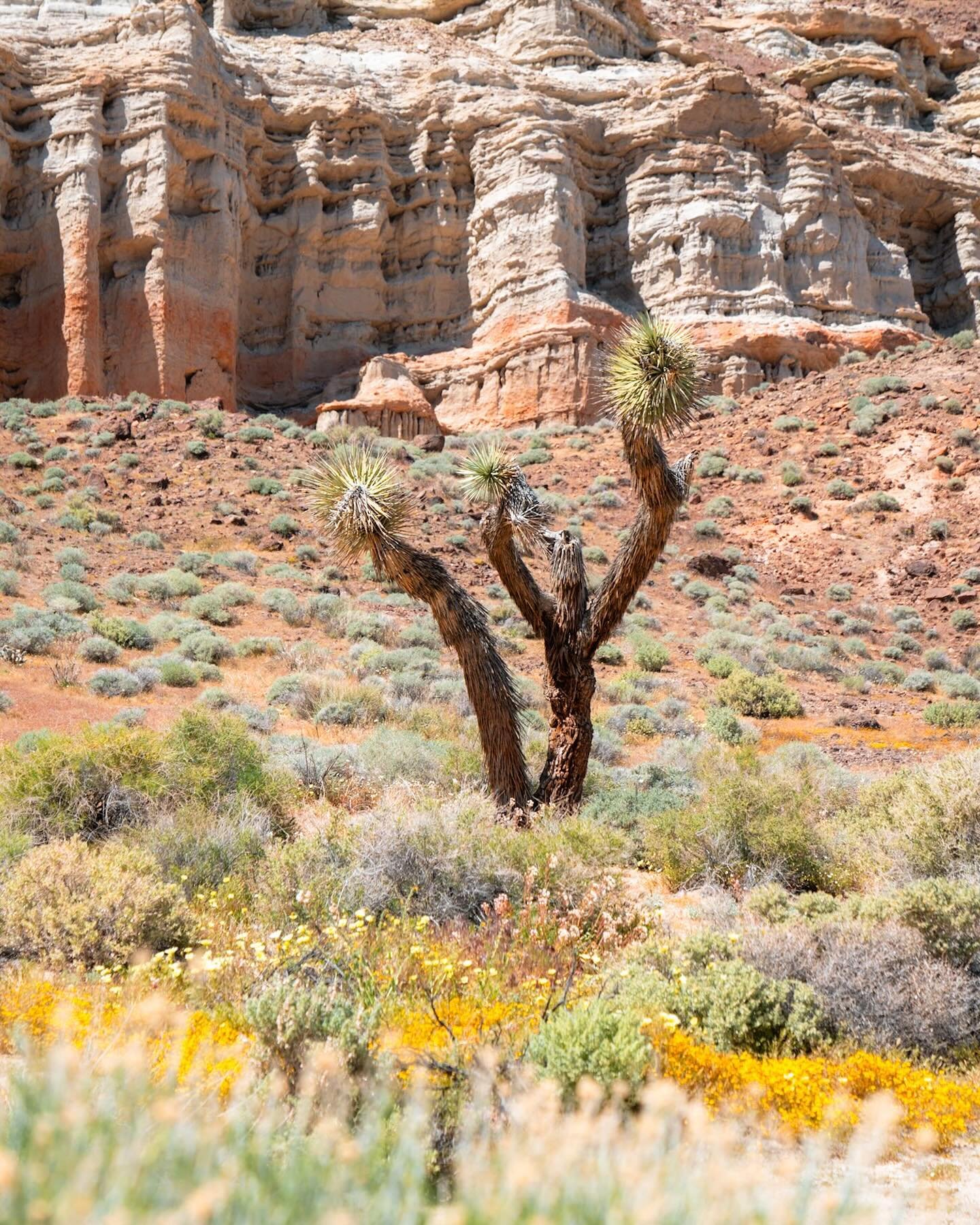 The desert has been calling to me for the last few weeks, and I&rsquo;m so happy I made the time for this short and sweet trip. 🏜️ Who knew you could see these kind of formations in California?!

#redrocks #mojavedesert #joshuatrees #redrockcanyon #