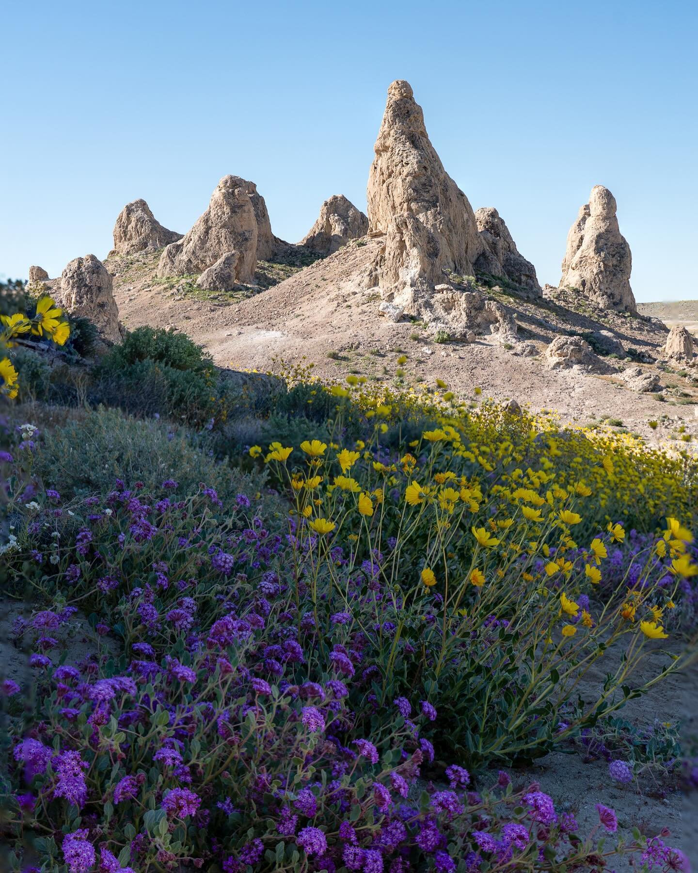 Happy National Wildflower Week 🌼🪻
I haven&rsquo;t done a ton of wildflower hunting this season, except for running away to the desert for a night to see these blooms.

Remember these LNT tips when looking for wildflowers:
🌸Always stay on official 