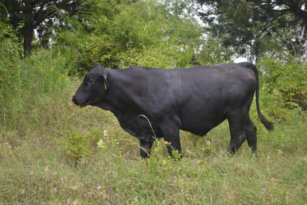 Bulls — Bulls for Lease