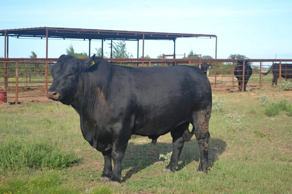 Bulls — Bulls for Lease