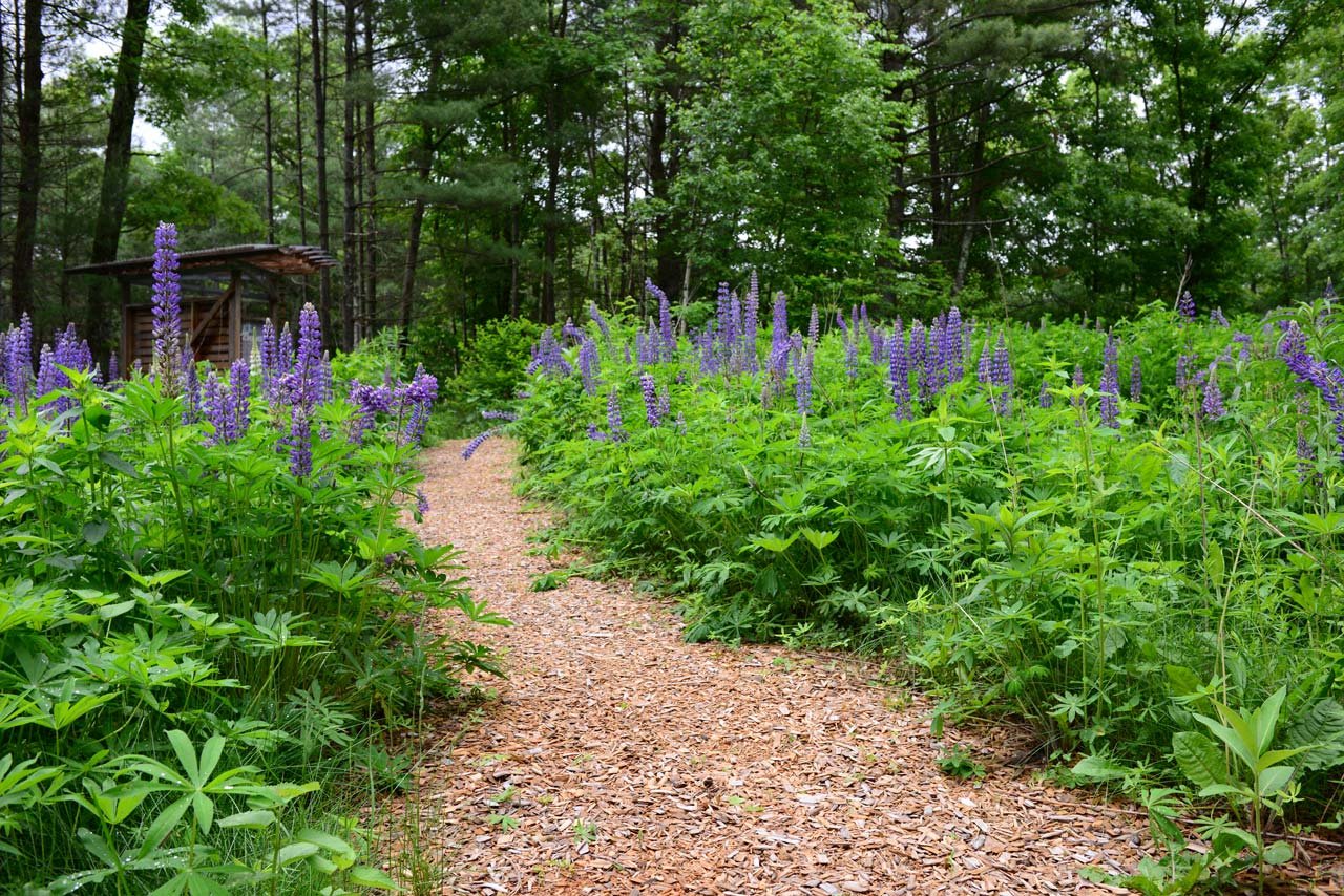 Summer-Star-Wildlife-Sanctuary_KMDG_lupine-meadow_DKM_7647.jpeg