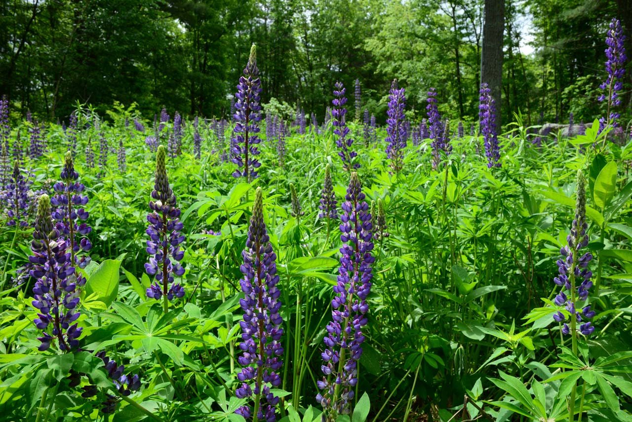 Summer-Star-Wildlife-Sanctuary_KMDG_purple-lupine-meadow_DKM_7786.jpeg
