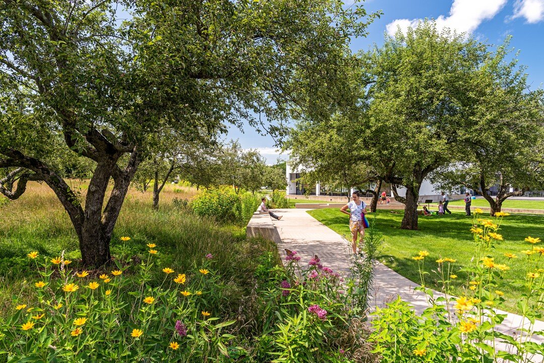 As you wander through Bobbie&rsquo;s Meadow at the @carlemuseum, you can&rsquo;t help but notice her passion for the environment. The overlay of the existing apple orchard with a vibrant meadow now is host to a whole world of new species. 

The desig