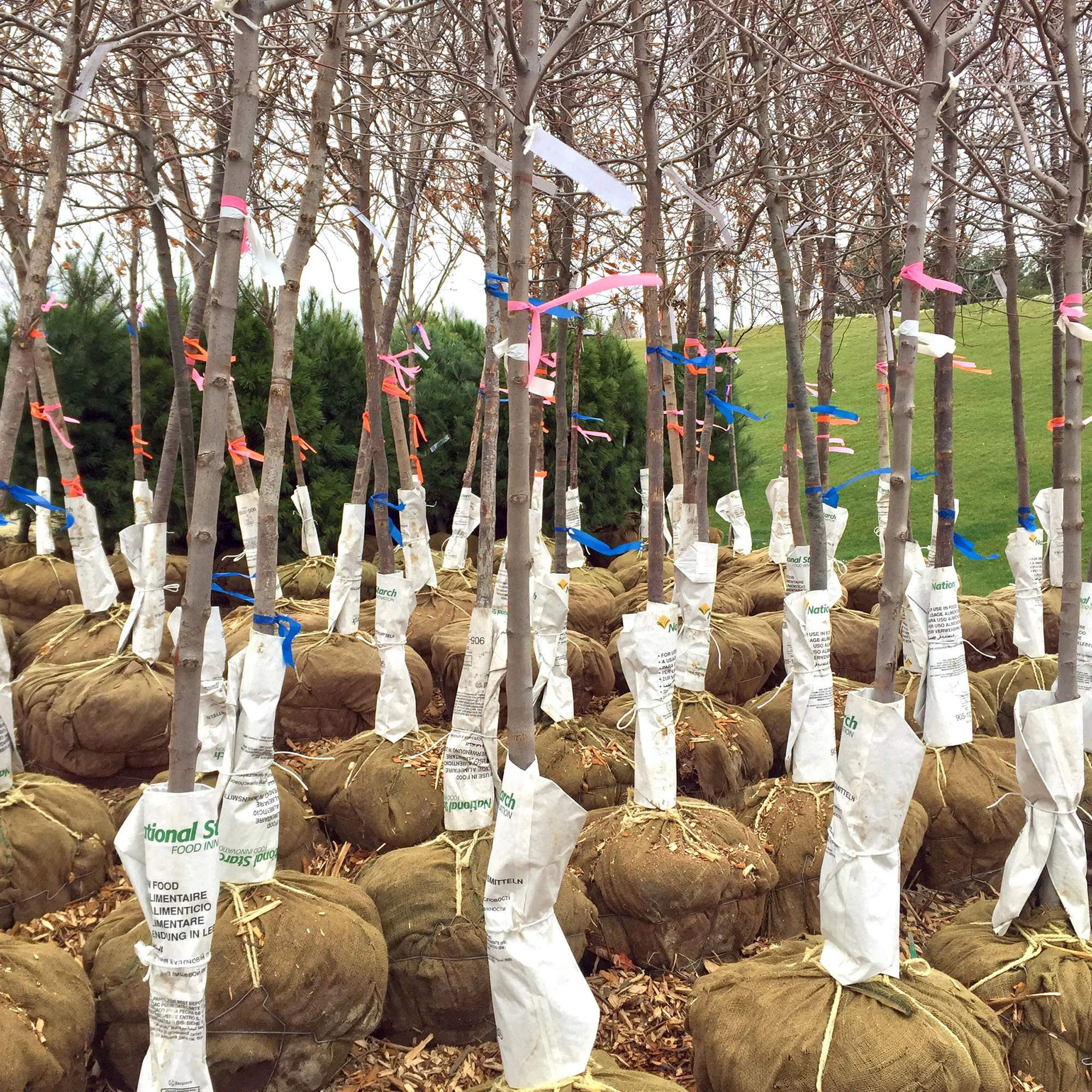 Marathon (Tree Flagging) Monday