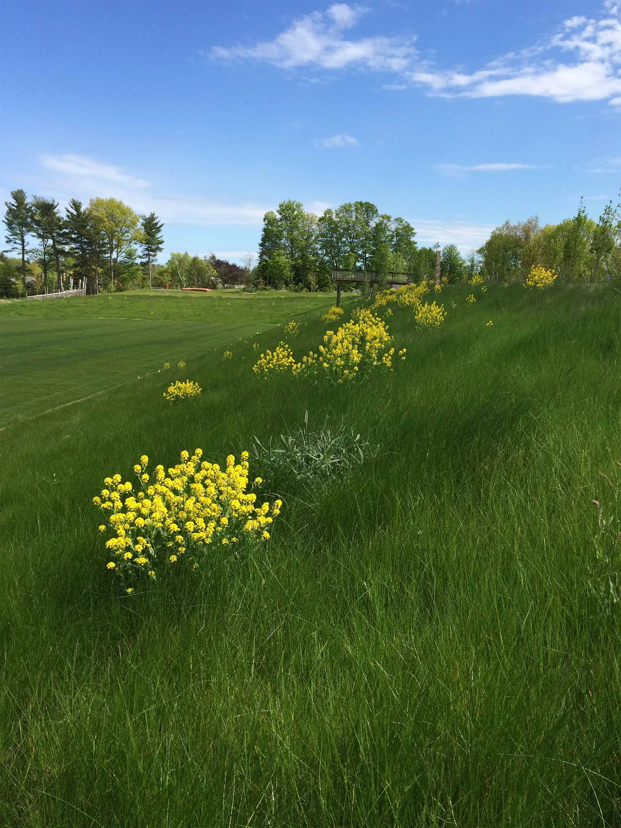 Planting and Construction at Fisher Hill Reservoir Park