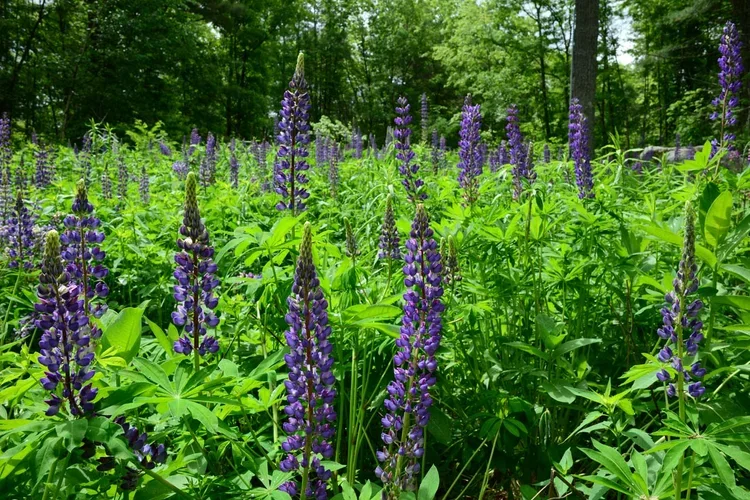Summer-Star-Wildlife-Sanctuary_KMDG_purple-lupine-meadow_DKM_7786.webp