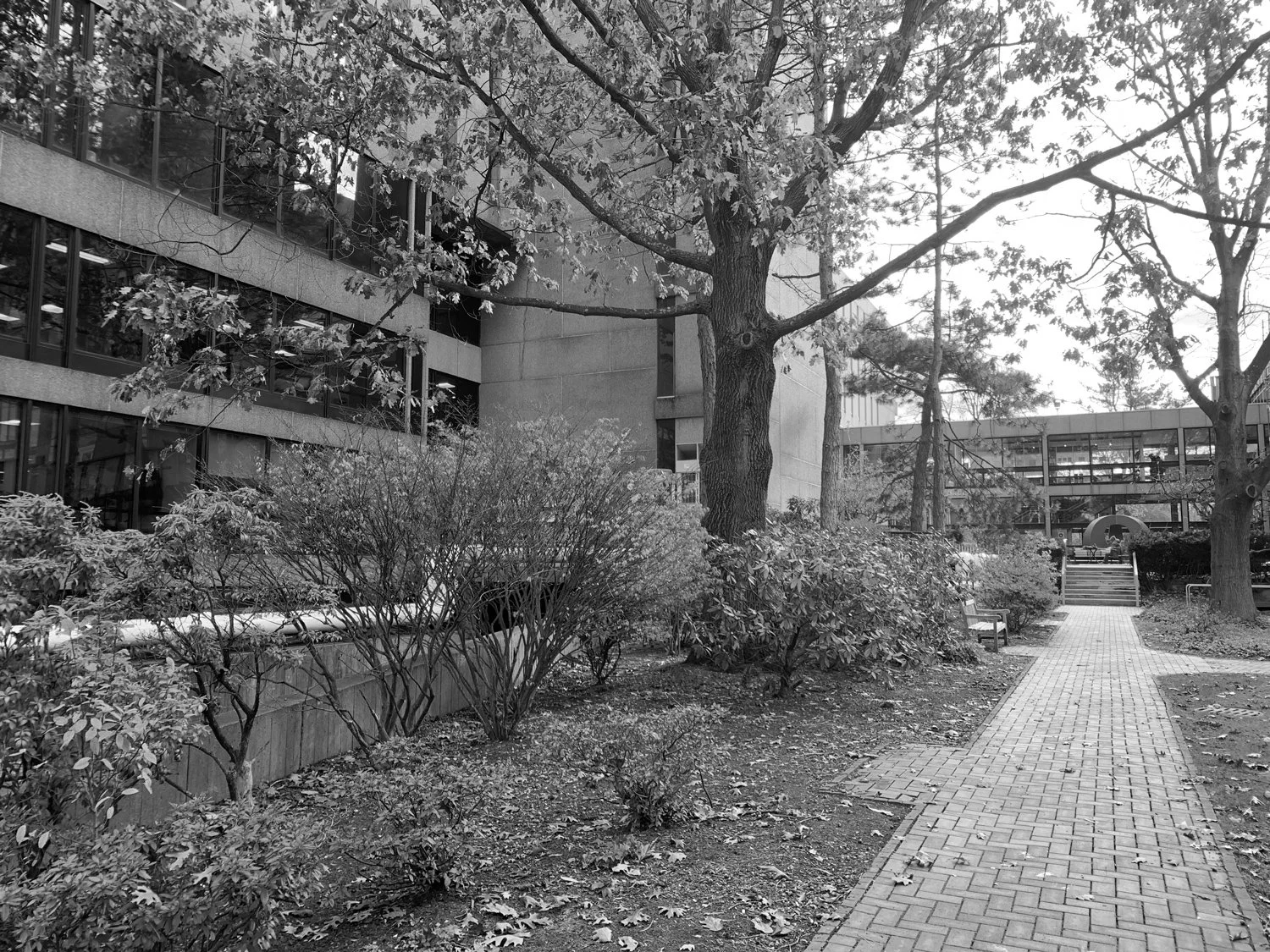 MugarLibrary_ExistingGarden_BW_1500w.jpg