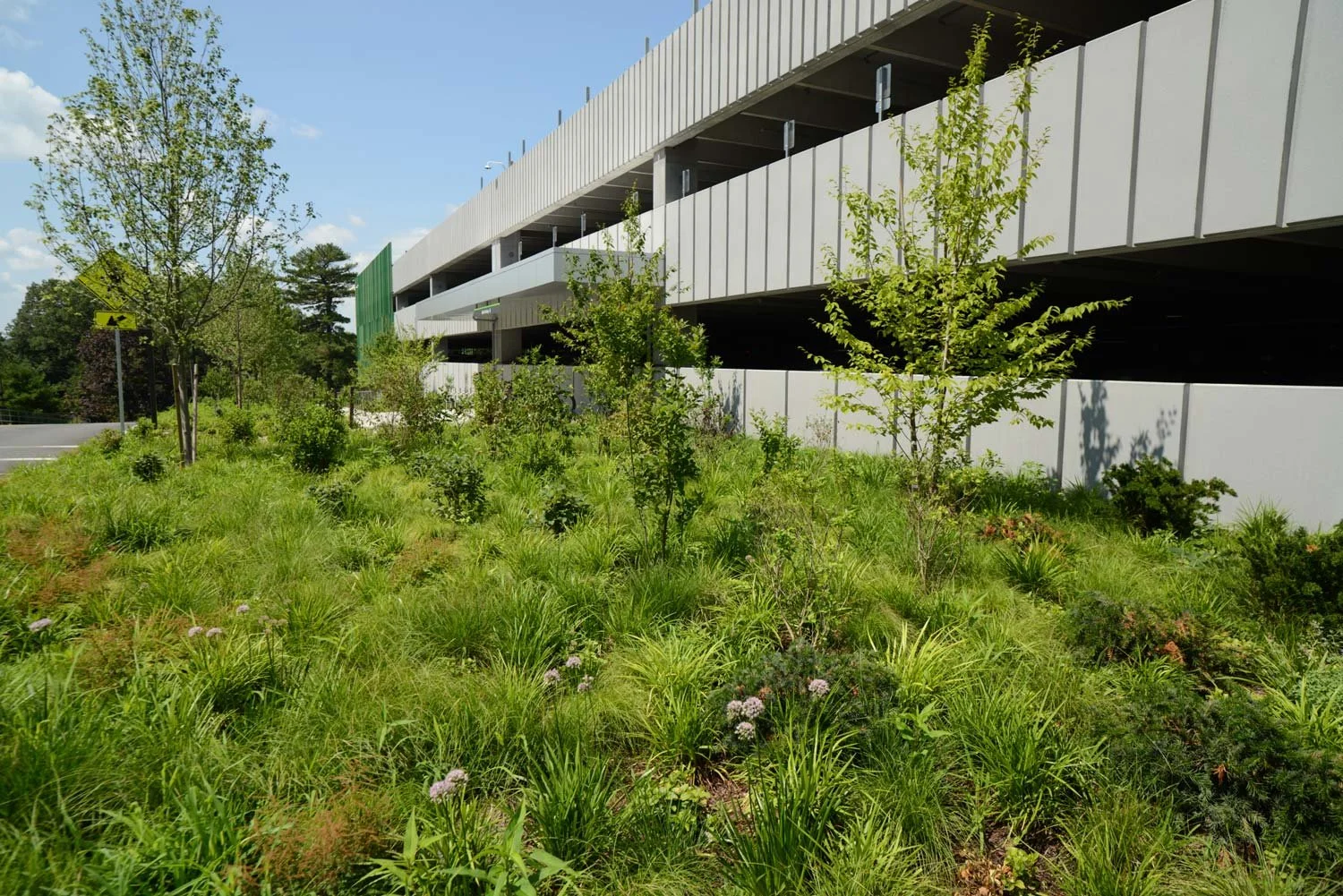 FaulknerExpansion_Plantings_1500w.jpg