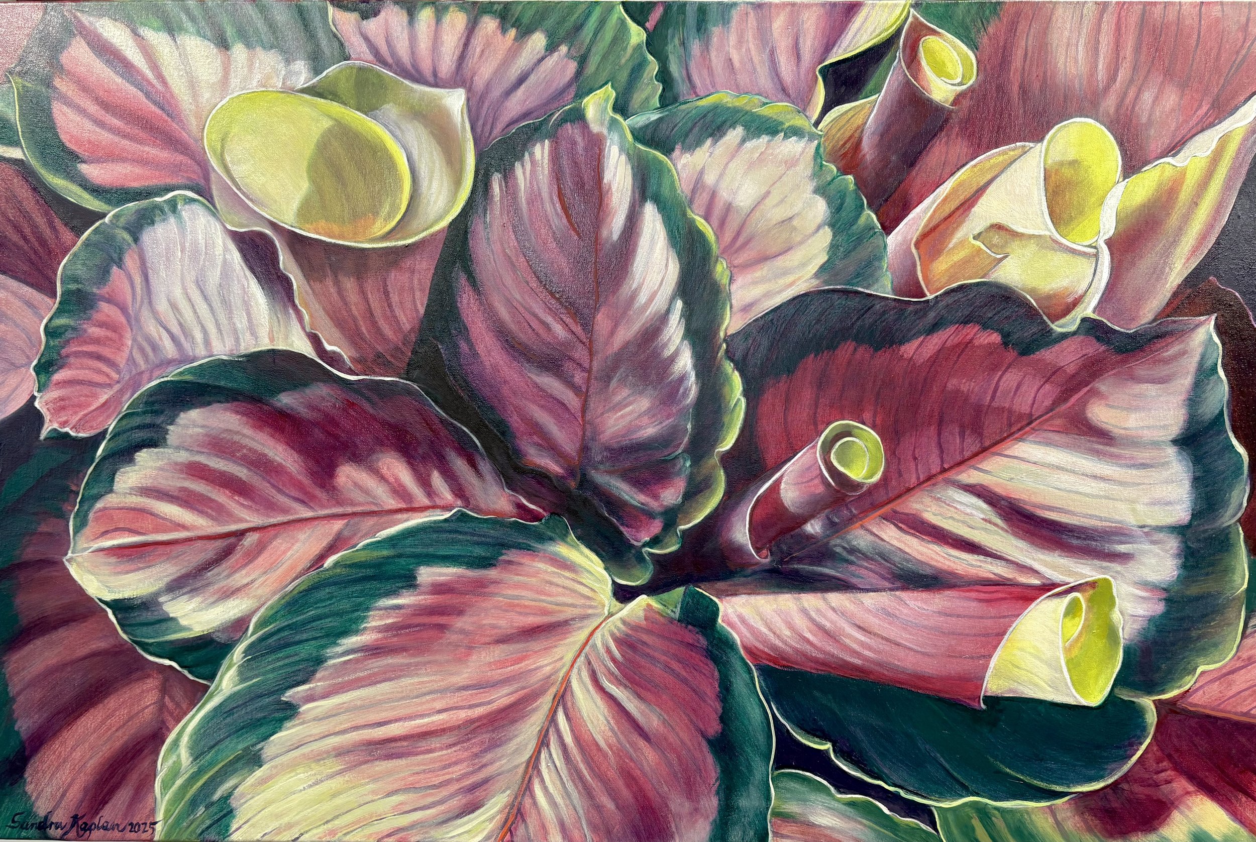 "Sufi Calathea", oil on linen, 24" x 36"