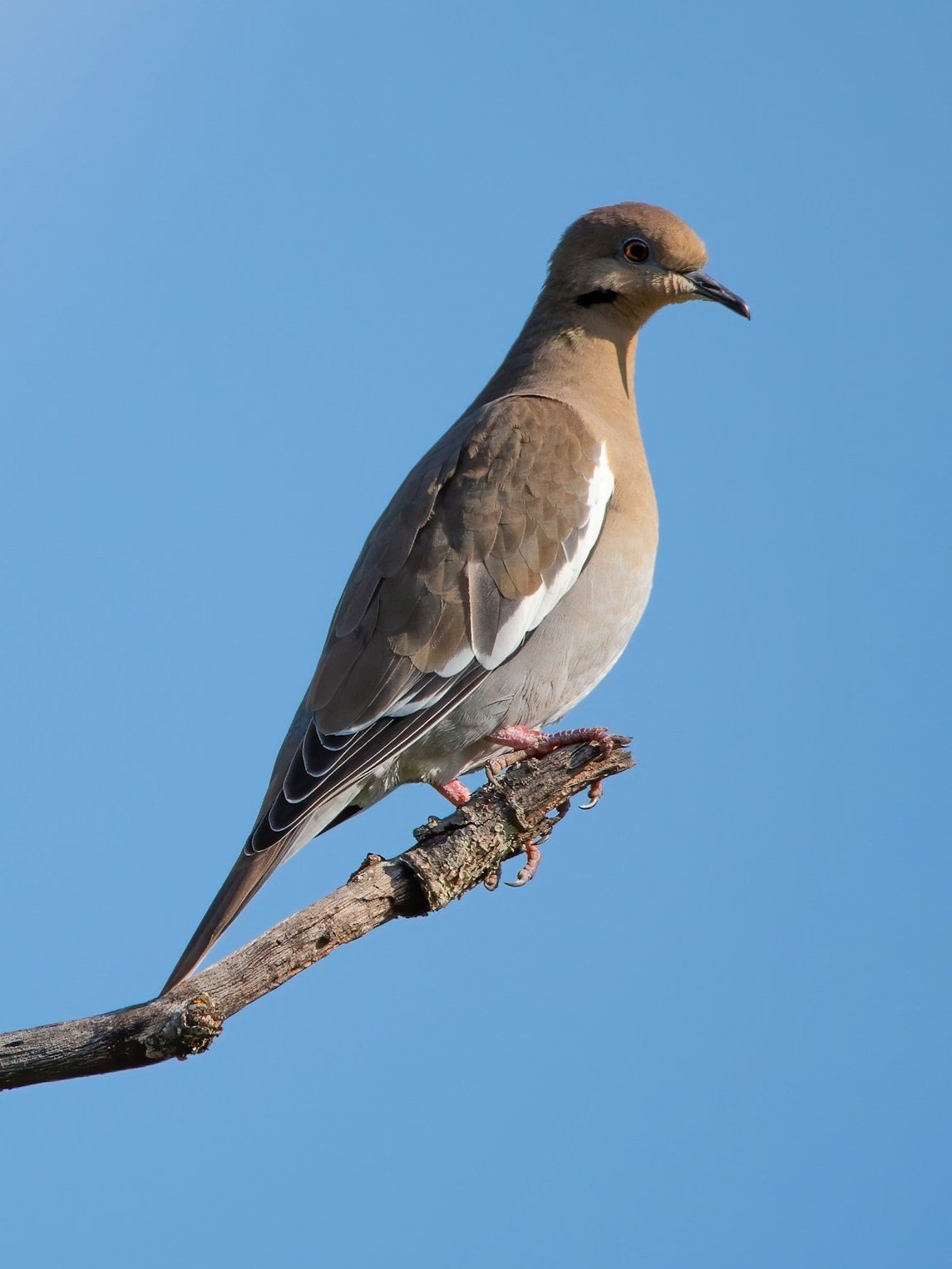 Mourning Dove.jpeg