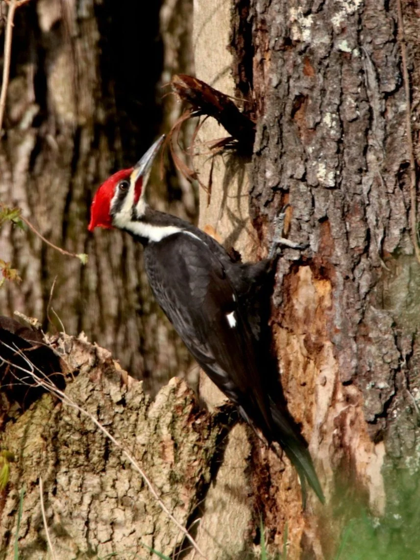 Pileated Woodpecker.jpeg