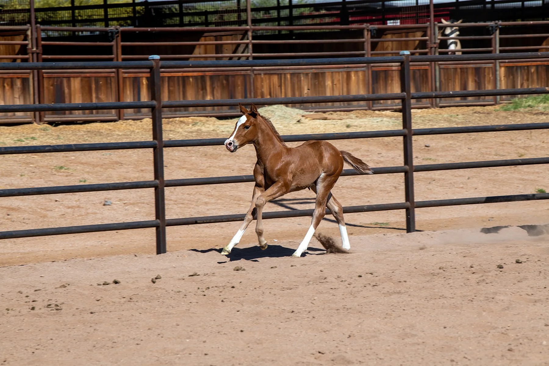 DSC_3192FSM.jpg