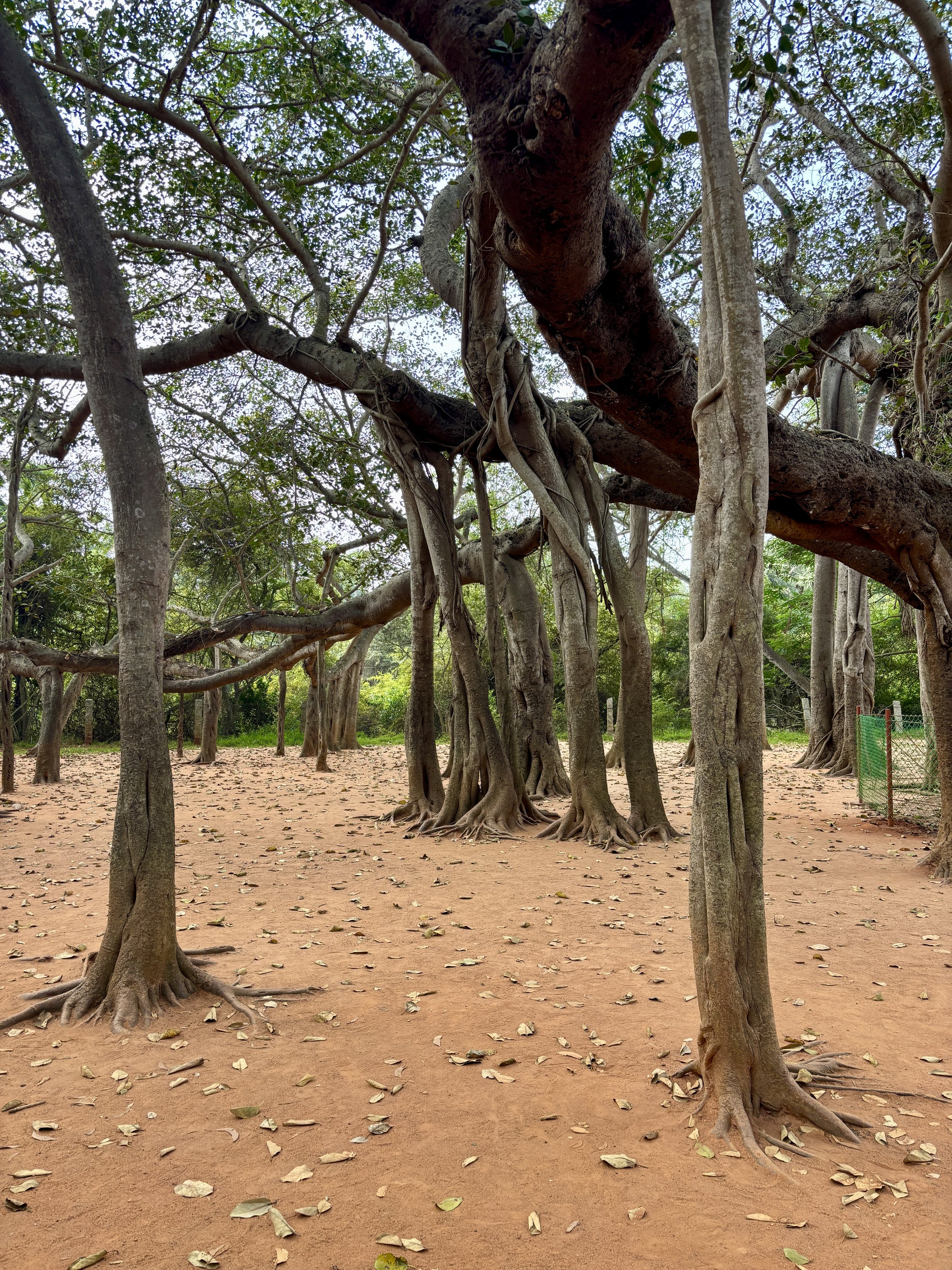 India vocation puzzles Sandra Butel beautywalk coaching Tony Robbins clarity focus