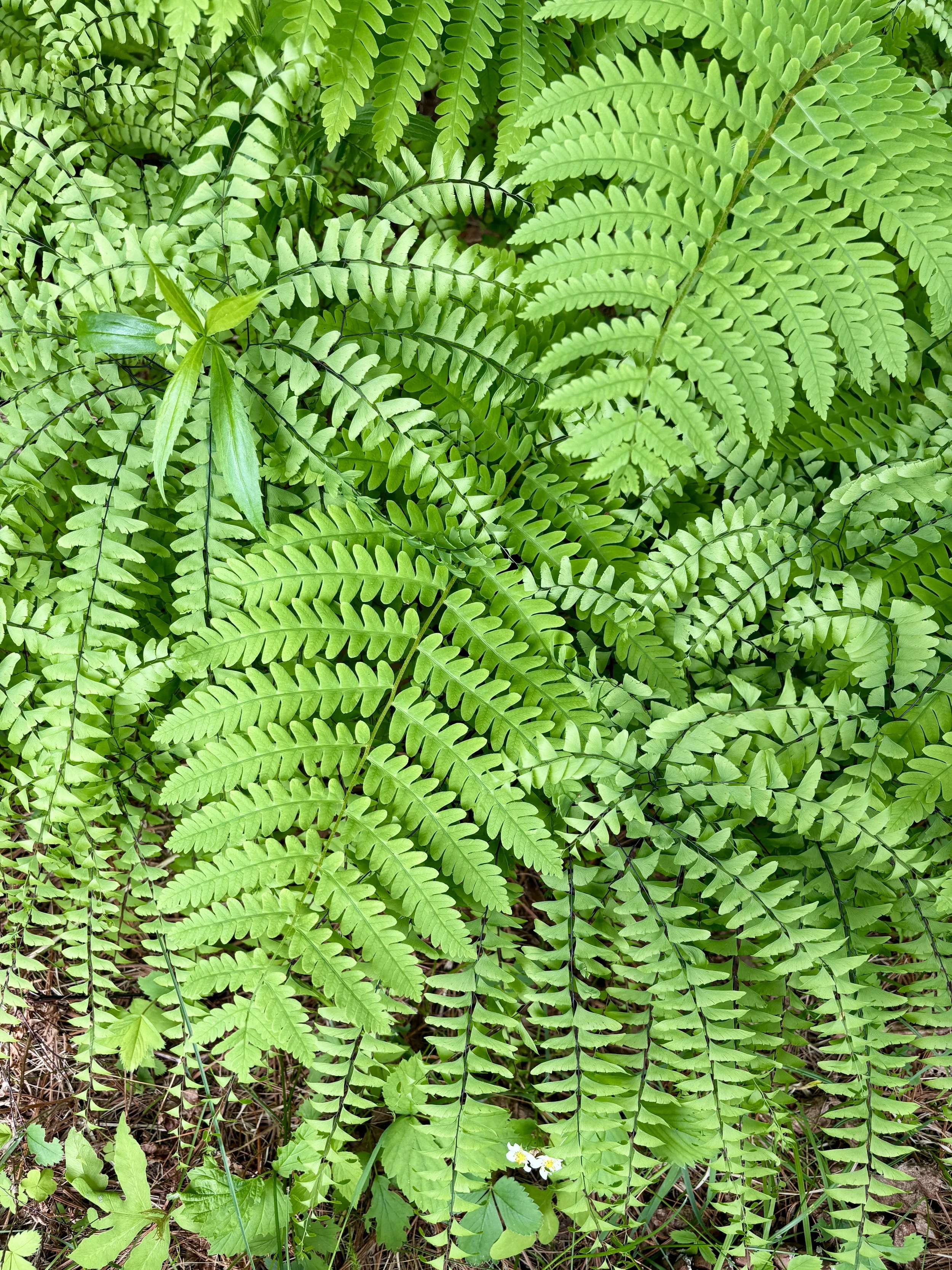 beautywalk Sandra Butel coaching meditation being rest Zen Henry Shukman Nap Ministry awareness nature cabin life Eastern townships