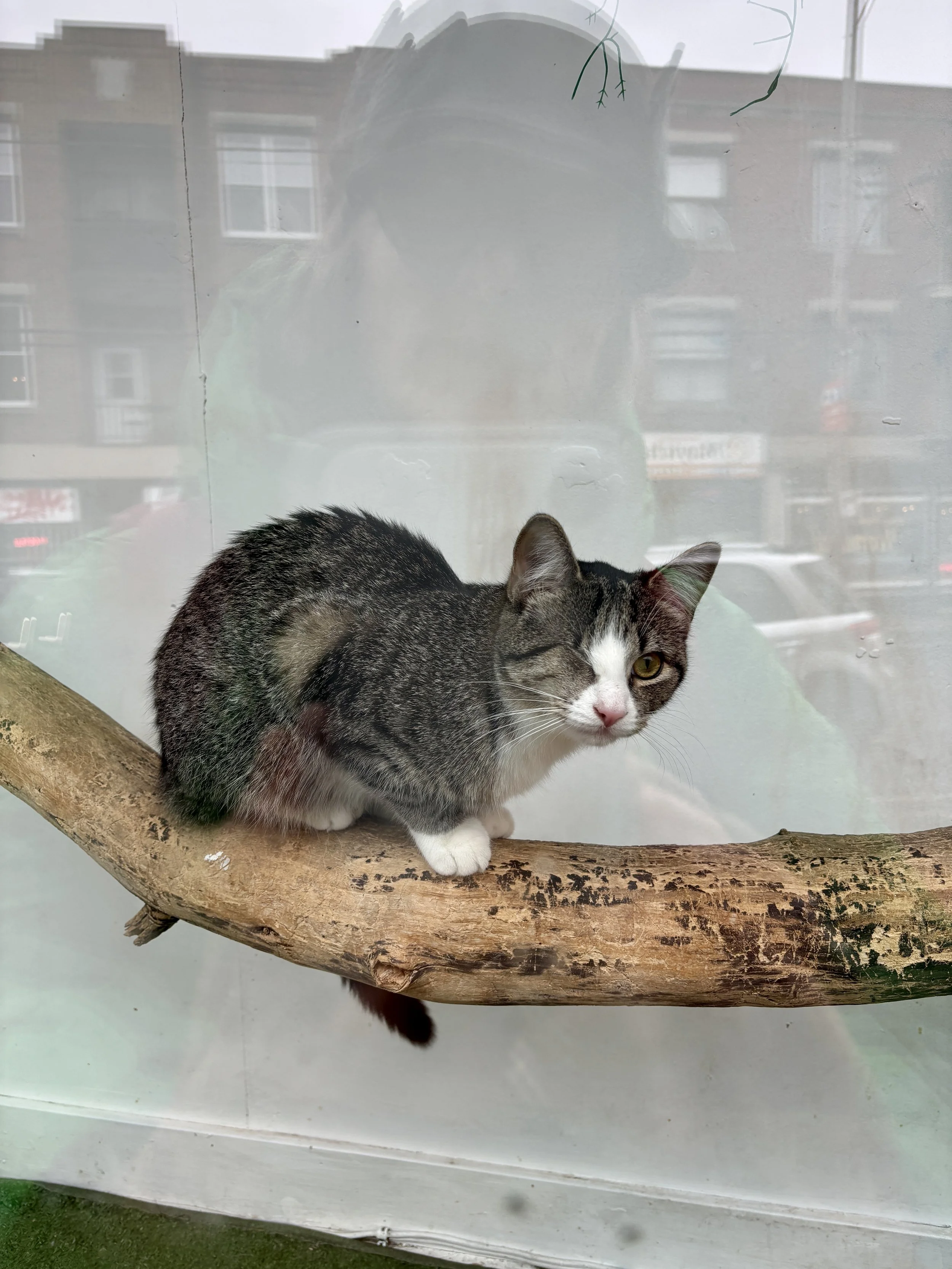 Sandra Butel beautywalk coaching love nature anxiety hip replacement surgery top tips breath work forest bathing dance art therapy live music