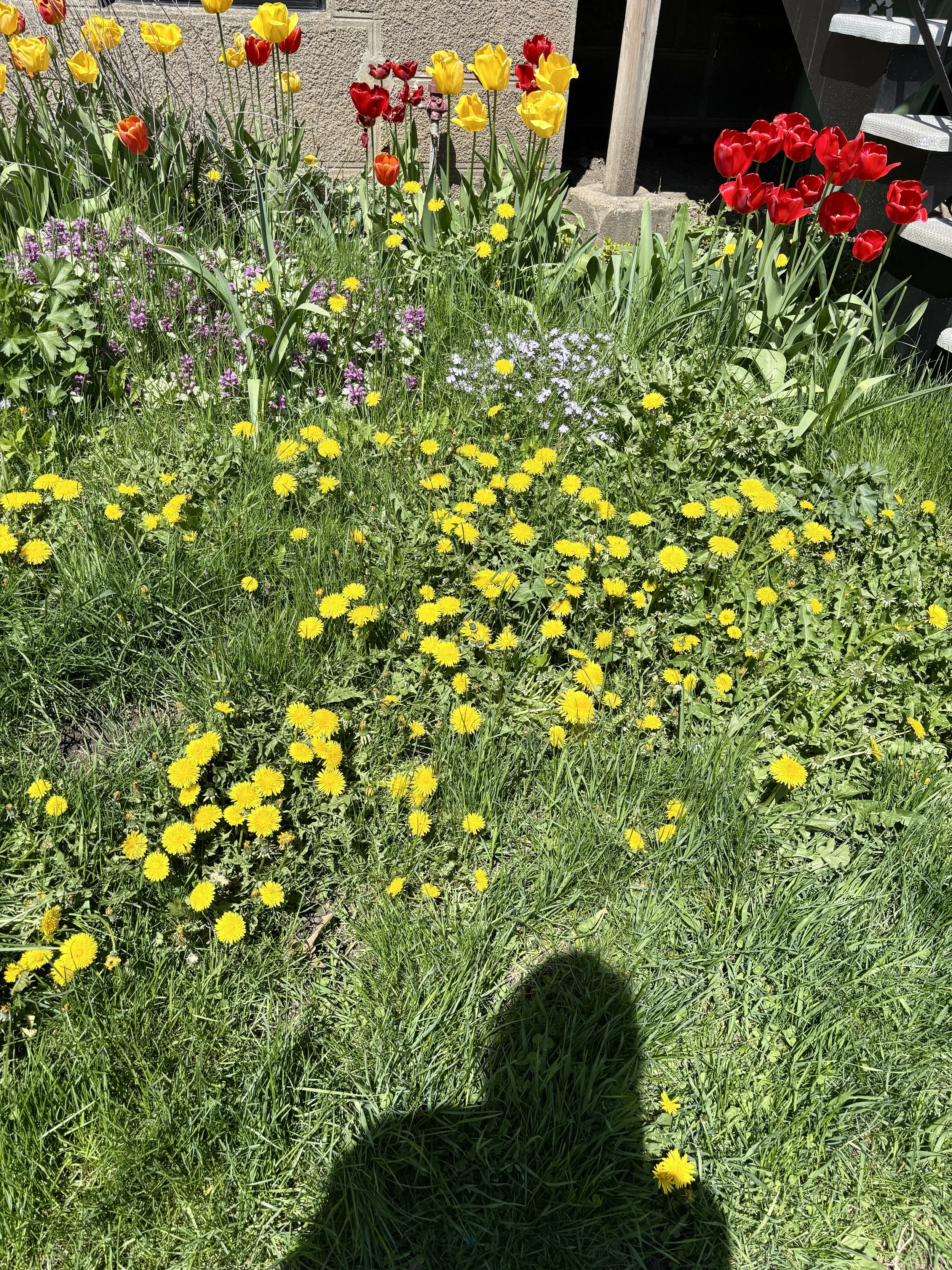 Sandra Butel home moving beautywalk coaching women starting over Montreal Verdun Victoire spring flowers Melody Warnick