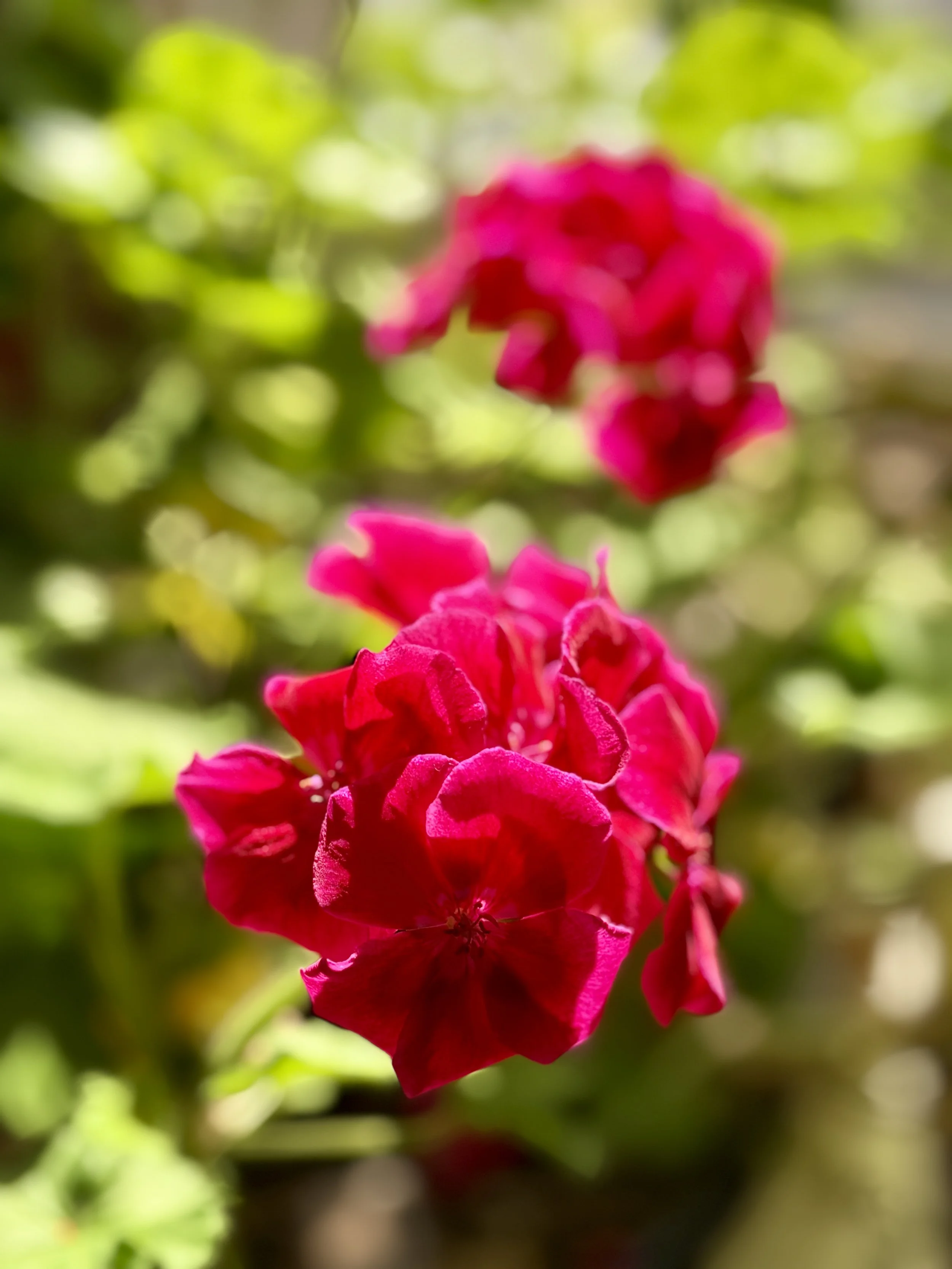 Sandra Butel beautywalk coaching love nature anxiety hip replacement surgery top tips breath work forest bathing dance art therapy live music