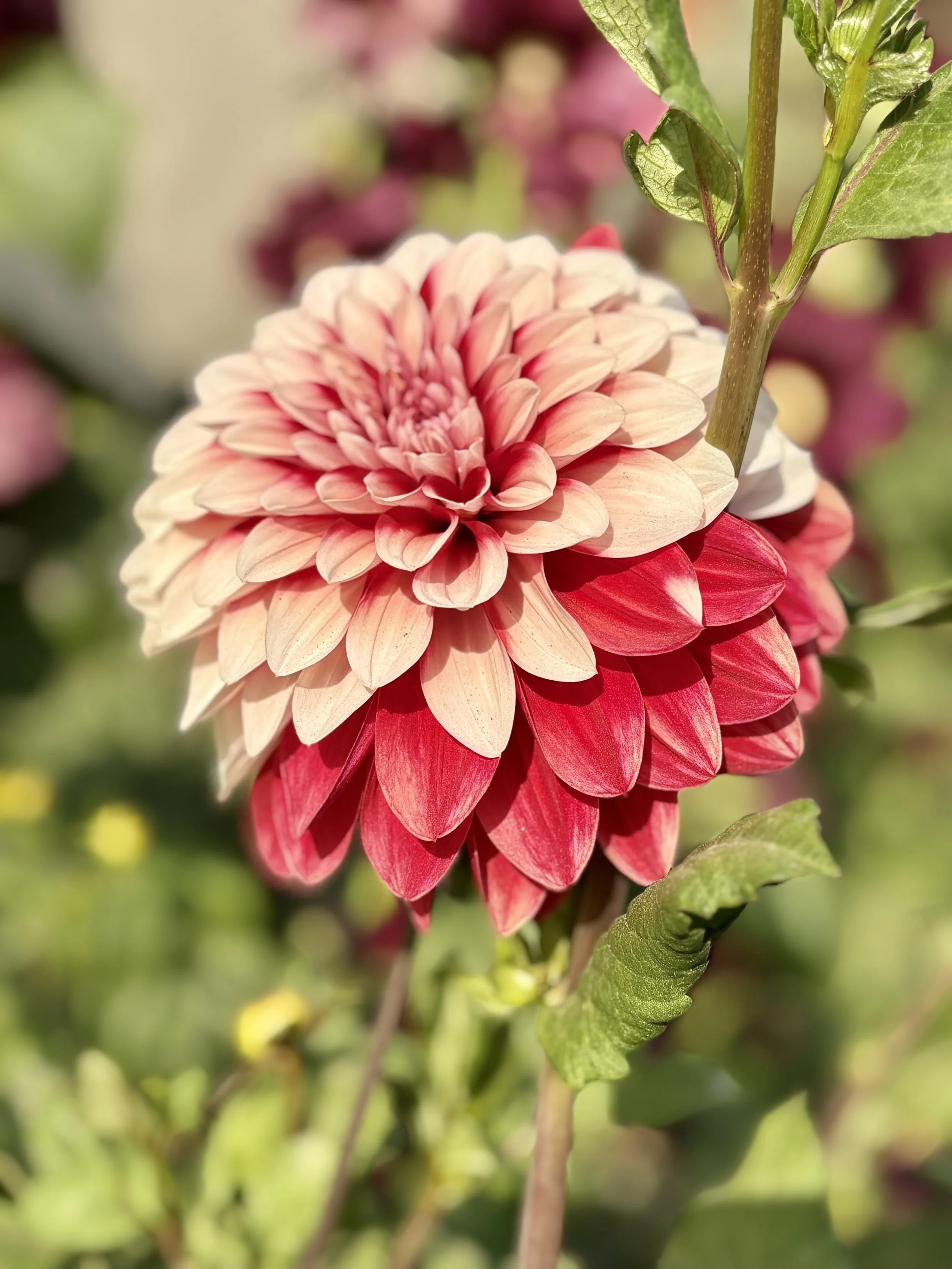 beautywalk Sandra Butel coaching yoga laughter Tarang Ashram Rishikesh healing India