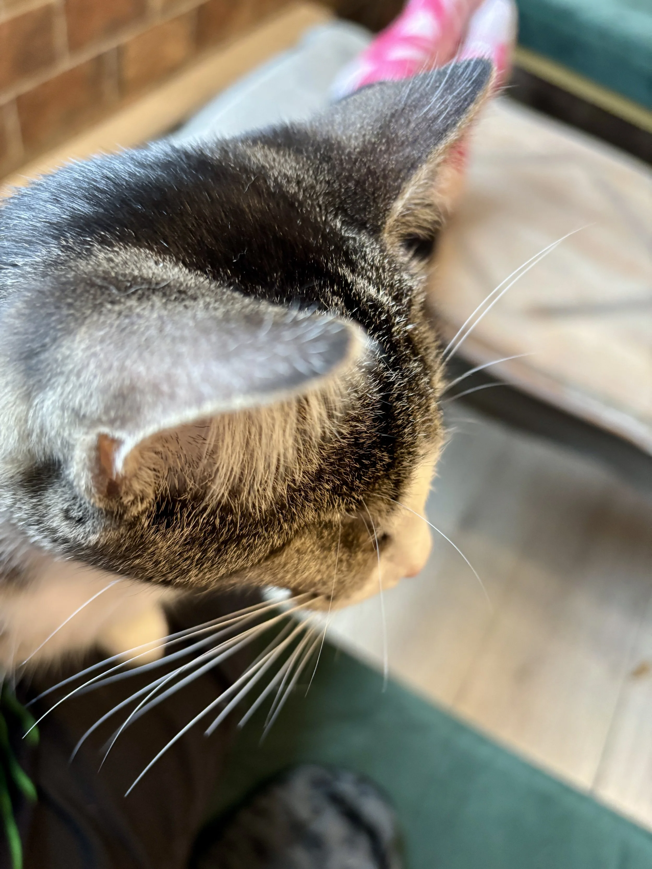 Sandra Butel beautywalk coaching love nature anxiety hip replacement surgery top tips breath work forest bathing dance art therapy live music