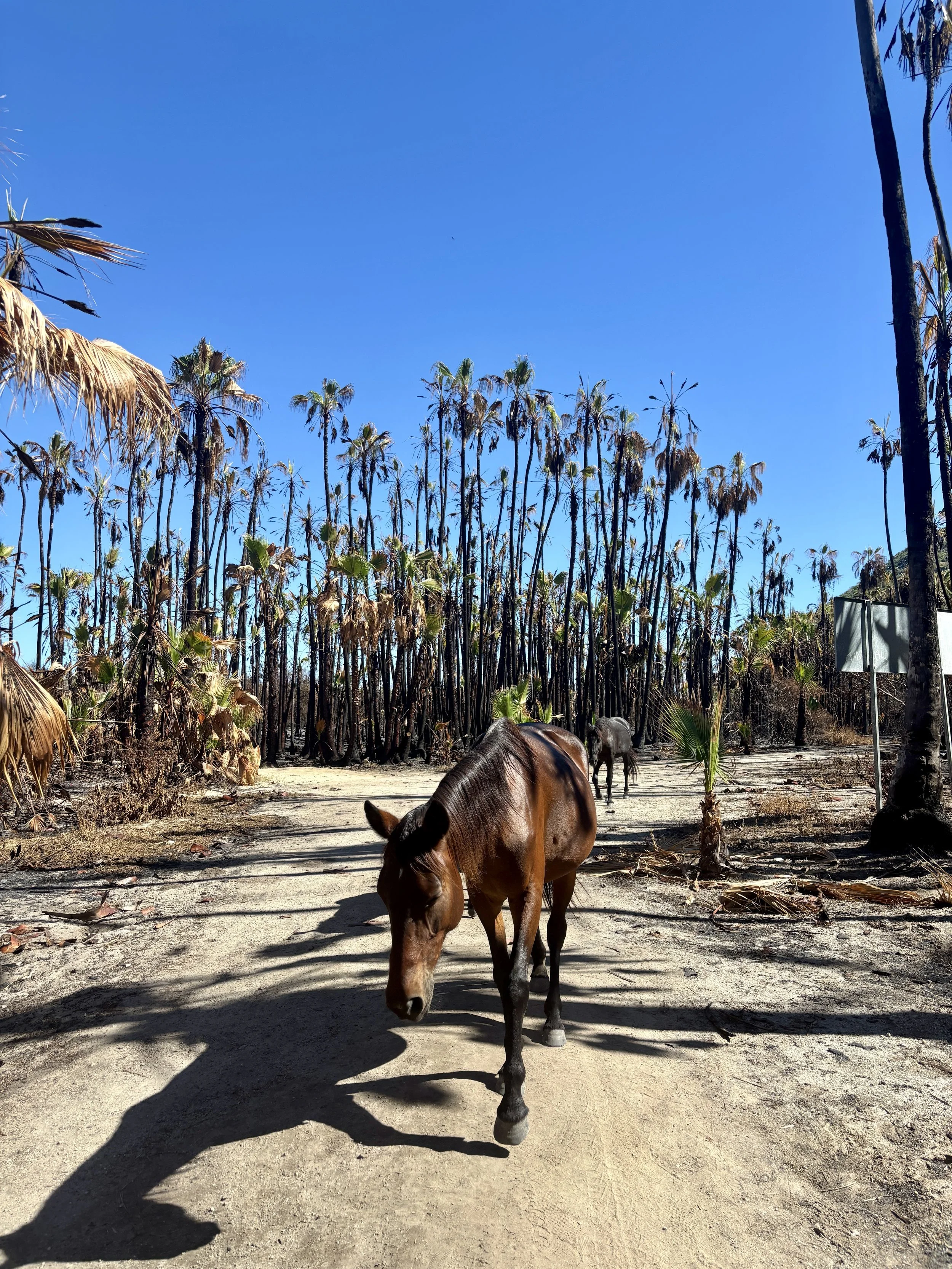 beauty walk Sandra Butel love death memento mori Todos Santos Carl Jung Richard Rohr goodbye grief