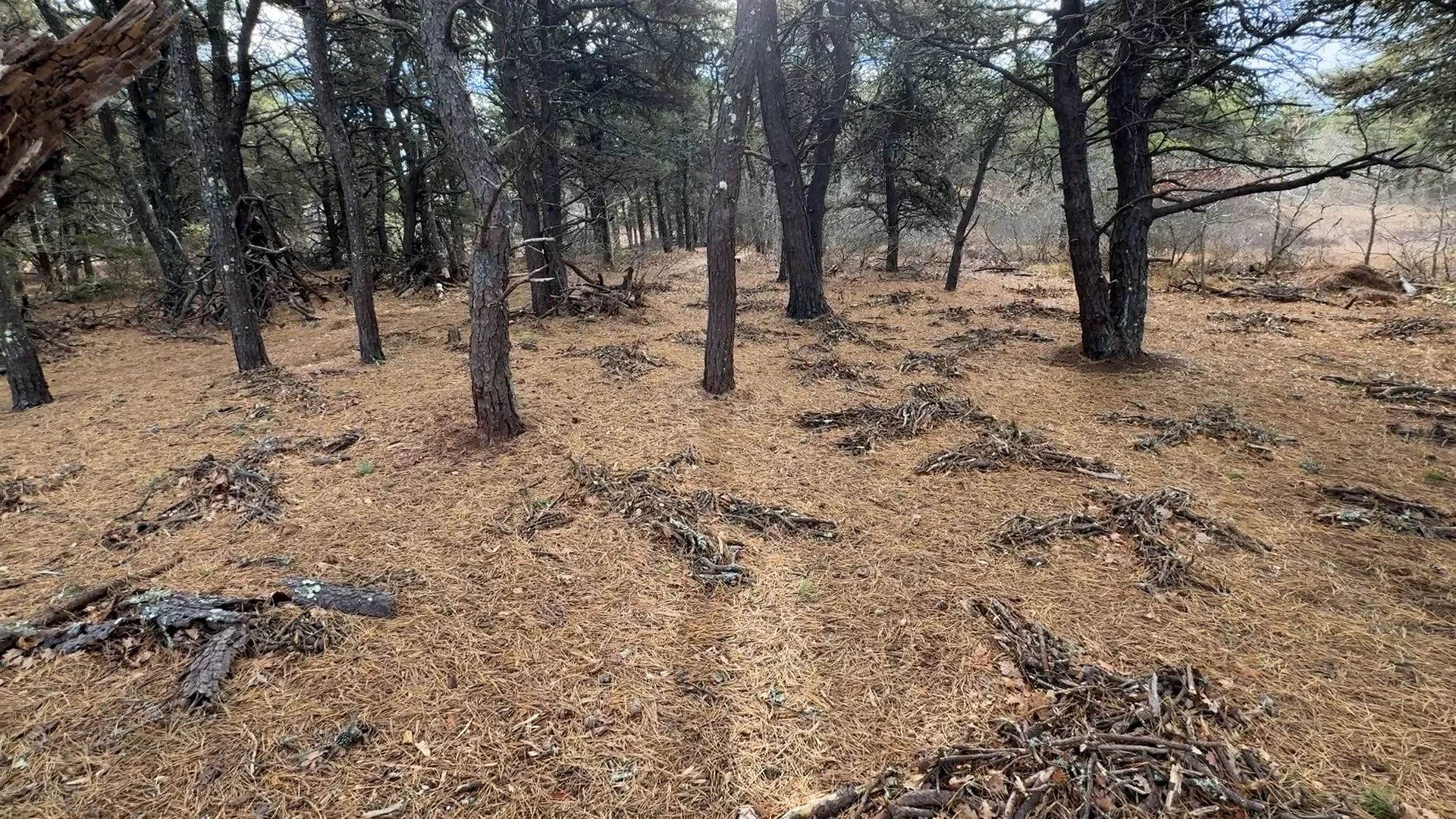 Stick Shadow Path
