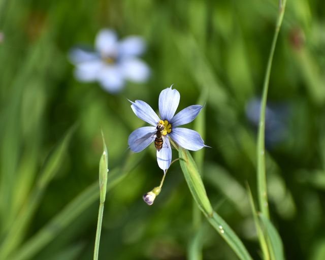 Sisyrinchium_angustifolium_spj_1_flower.jpg