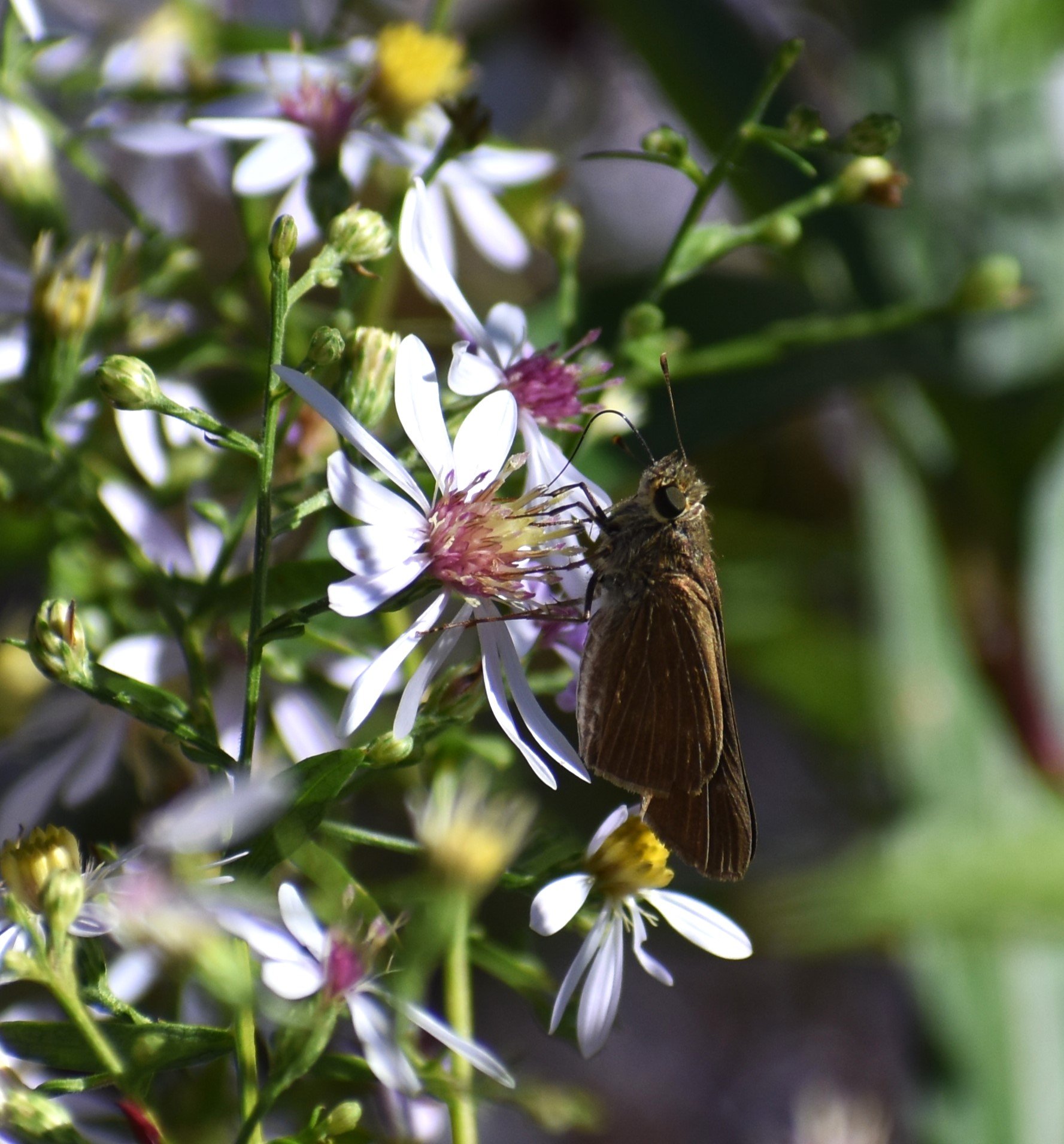 Symphyotrichum_cordifolius.jpg