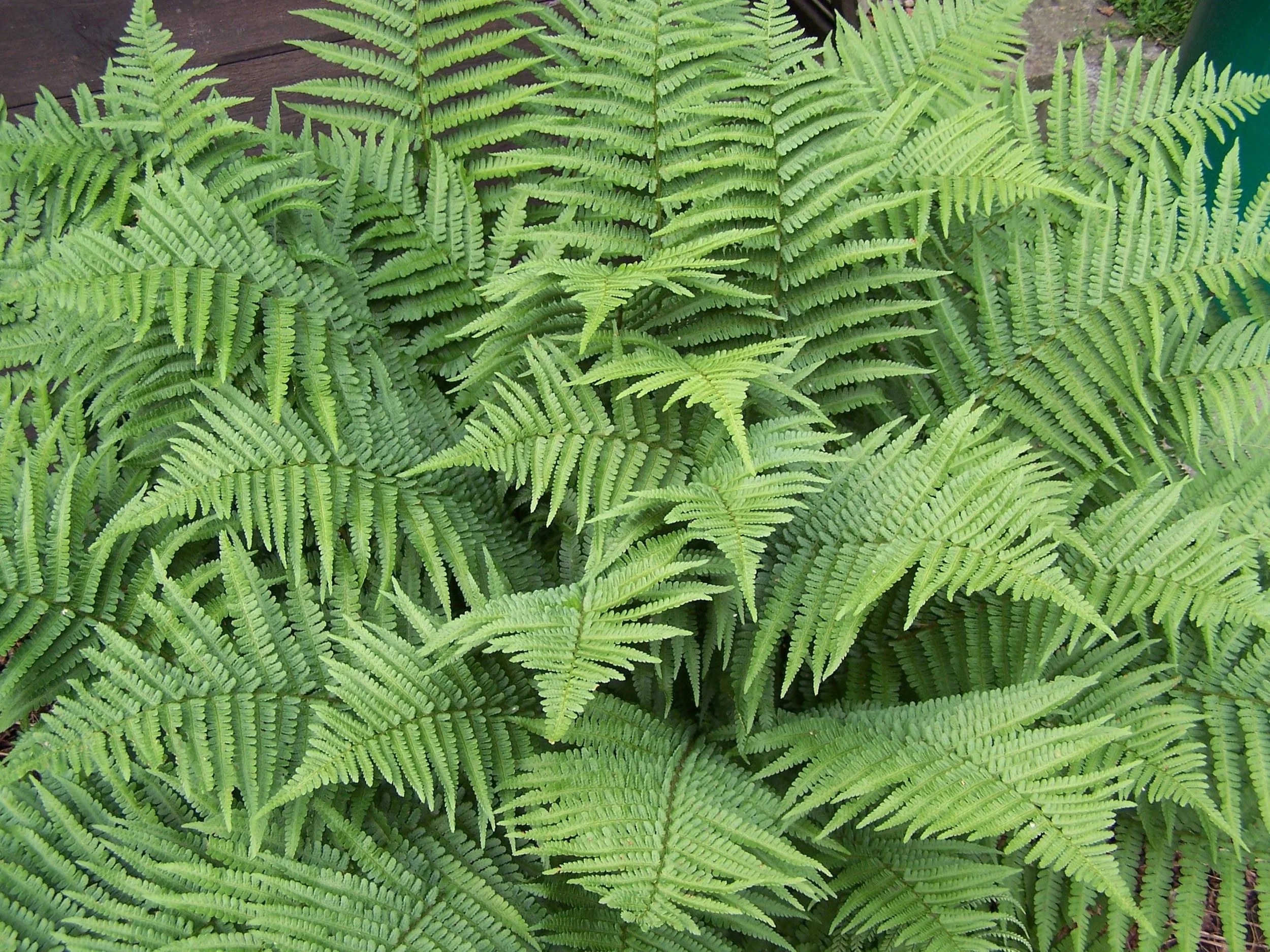 Dryopteris_marginalis.jpeg