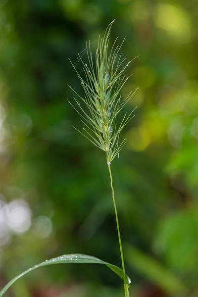 Elymus_virginicus_2.jpg