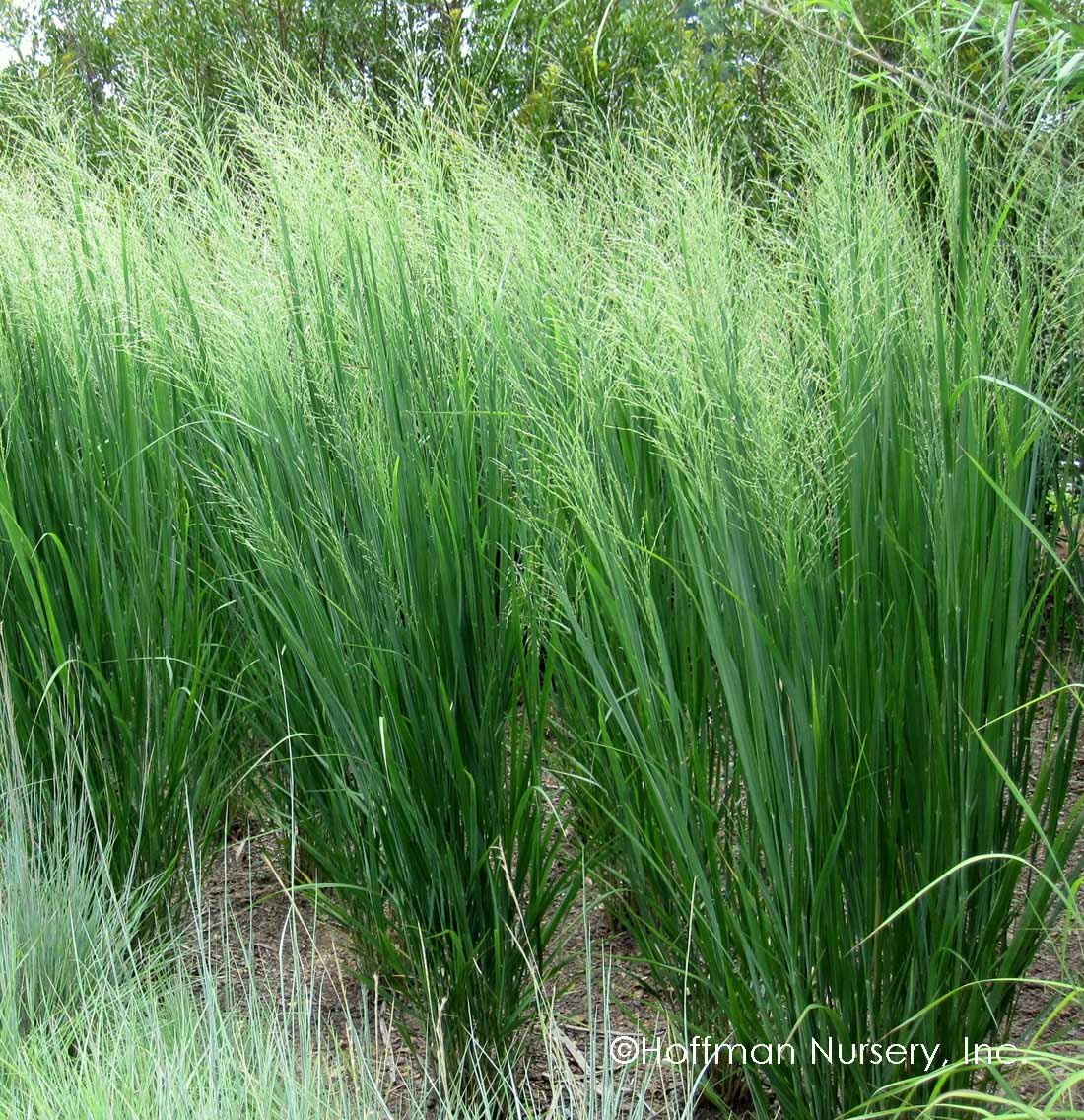 Grass: Switchgrass 'North Wind' (Panicum virgatum): 3.5" pot