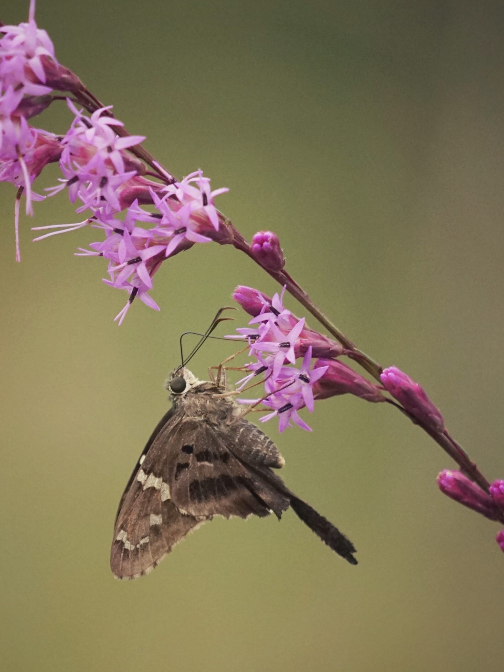 Blazing Star: Shortleaf (Liatris tenuifolia): 1-gallon