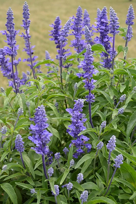 Salvia_farinacea_2.jpg (Copy)