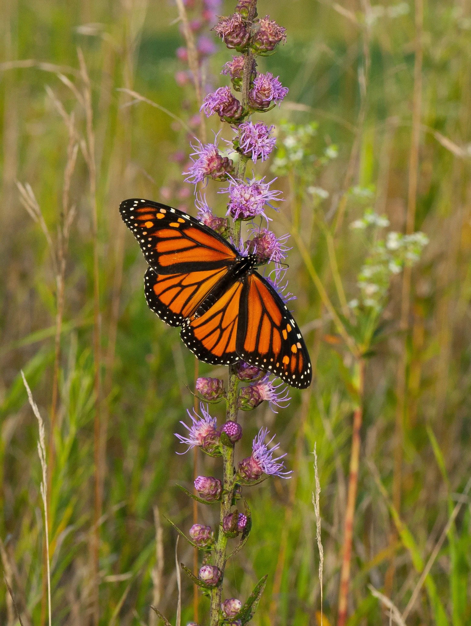 Liatris_aspera_cc.jpg
