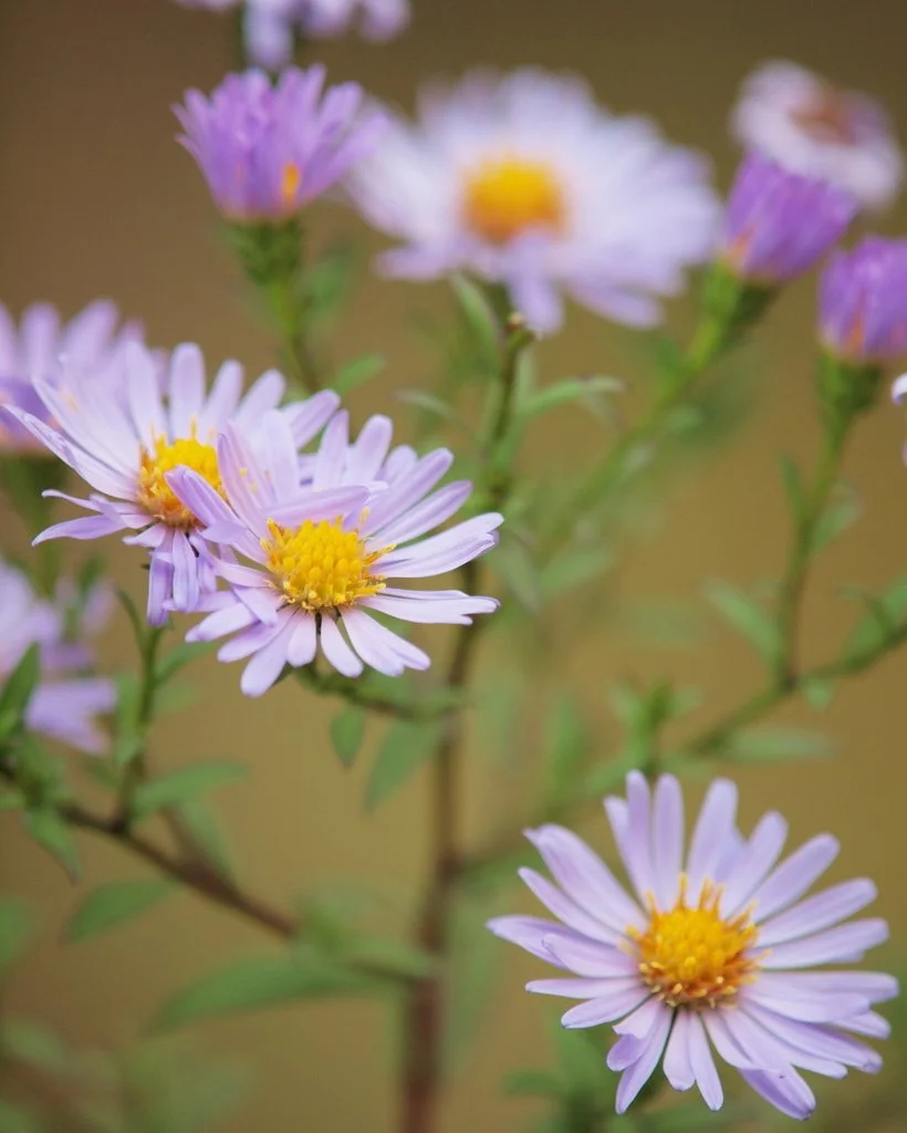 Aster: New York (Symphyotrichum novi-belgii): plug