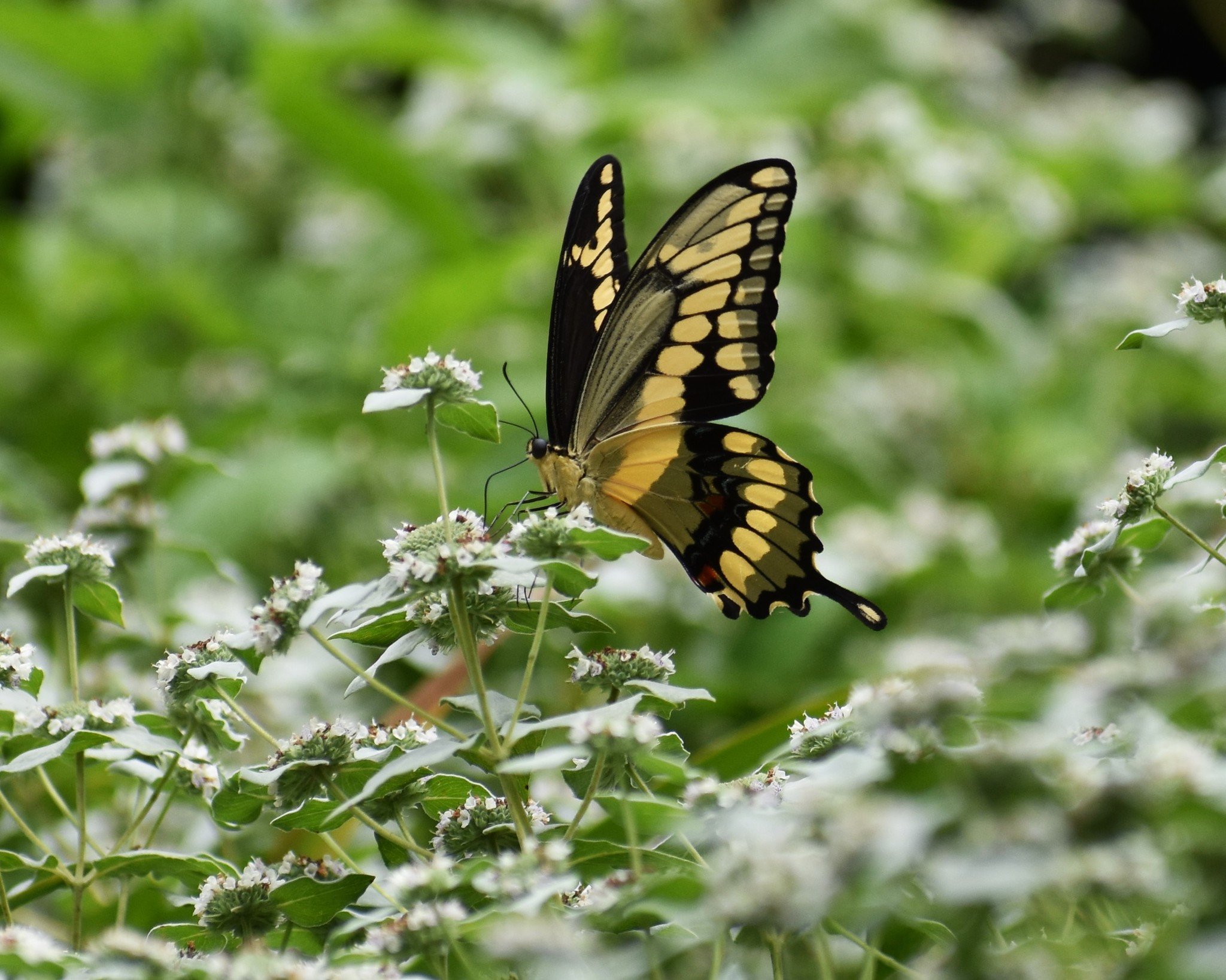 Mountain Mint: Clustered (Pycnanthemum muticum): plug