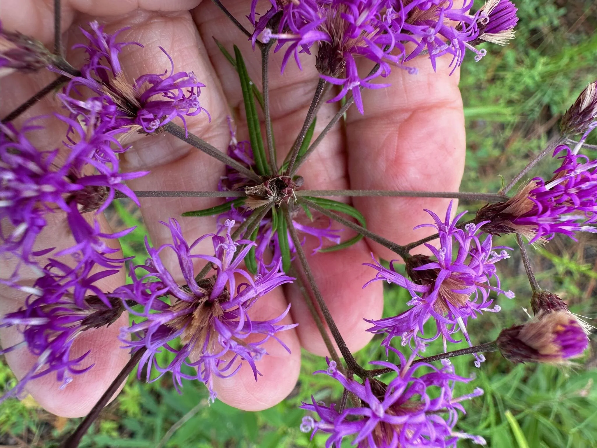 Vernonia_angustifolia_iNat_close-up_janetwright.jpg