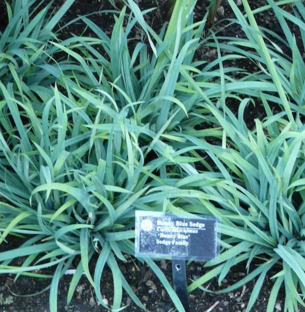 Carex laxiculmis bunny blue.jpg