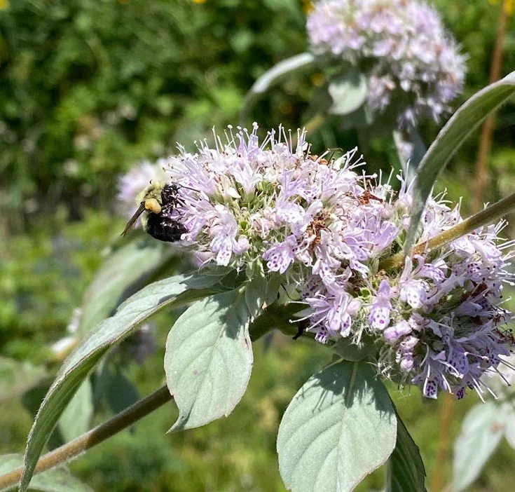Pycnanthemum-incanum-Hoary-Mountain-Mint.jpg
