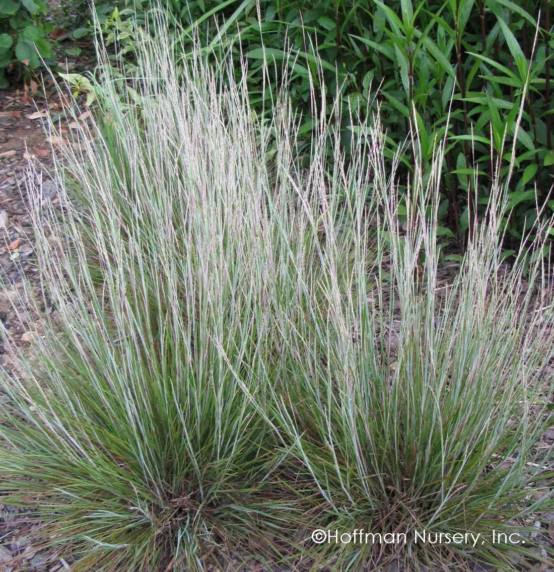 Schizachyrium_scoparium_Carousel.jpg