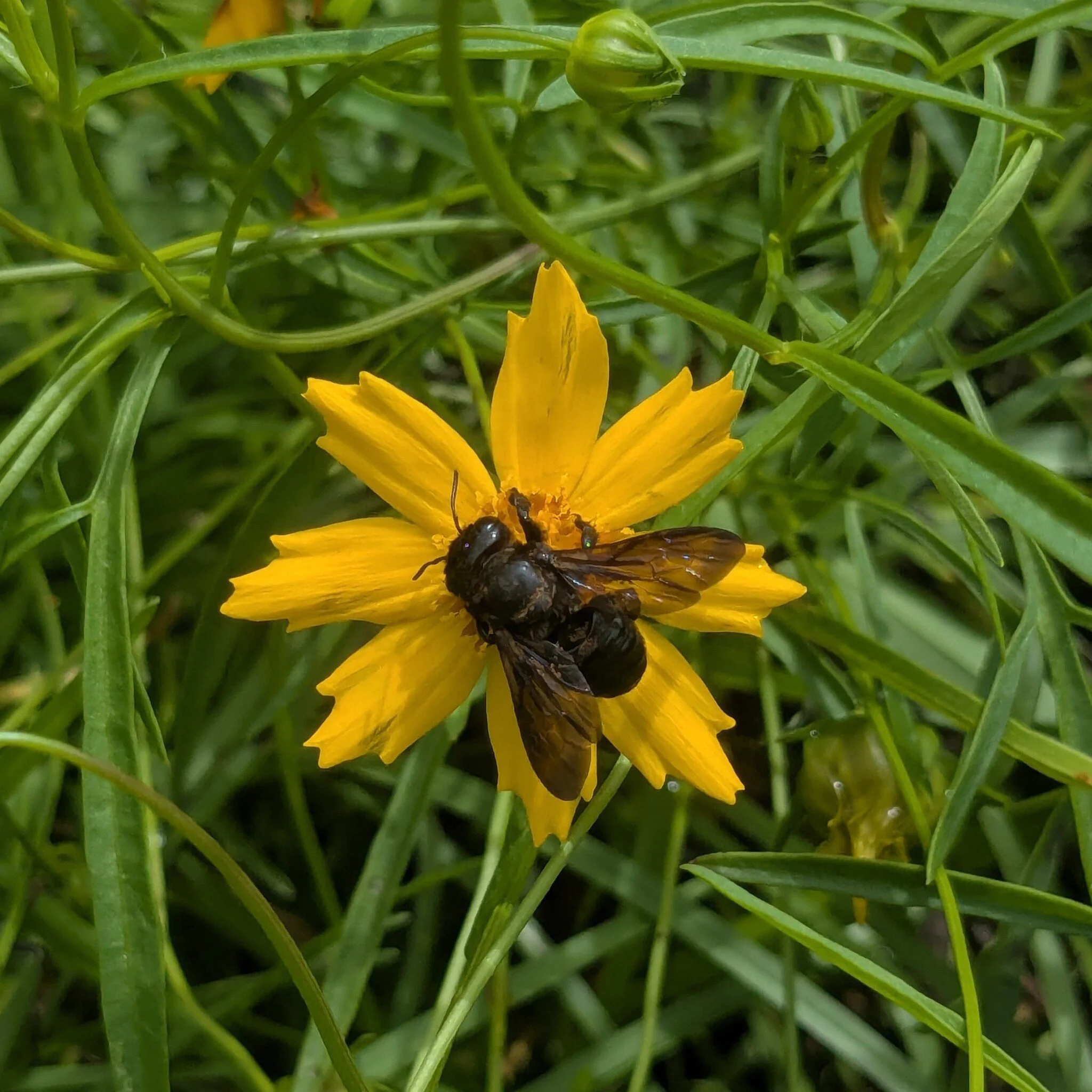 Coreopsis_grandiflora.jpg